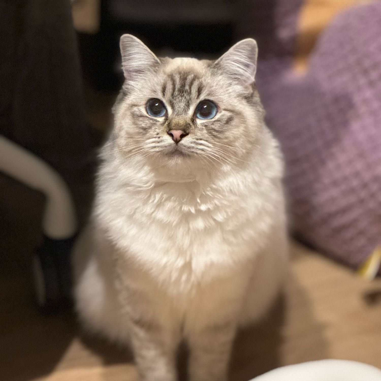 Daisy
