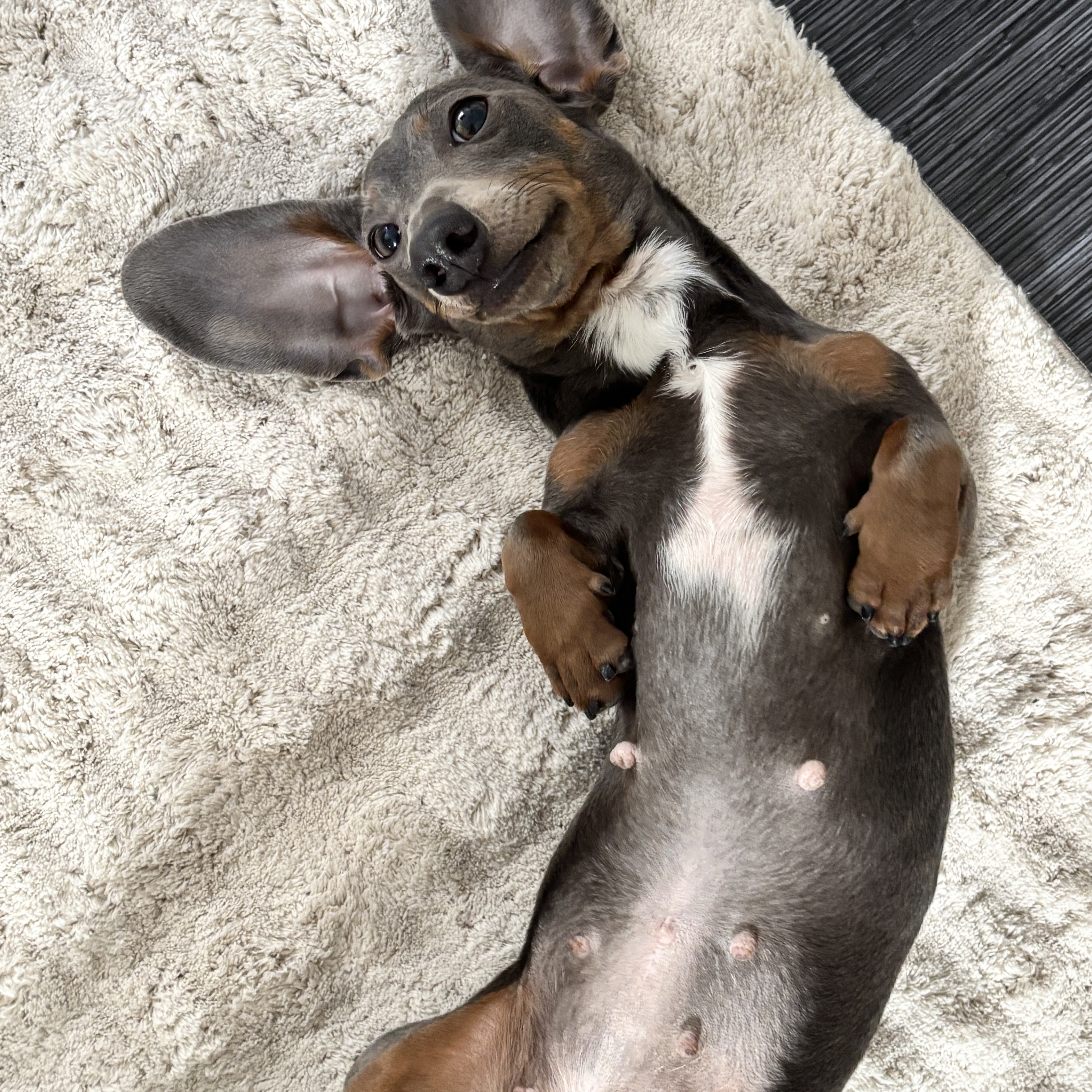Maya
