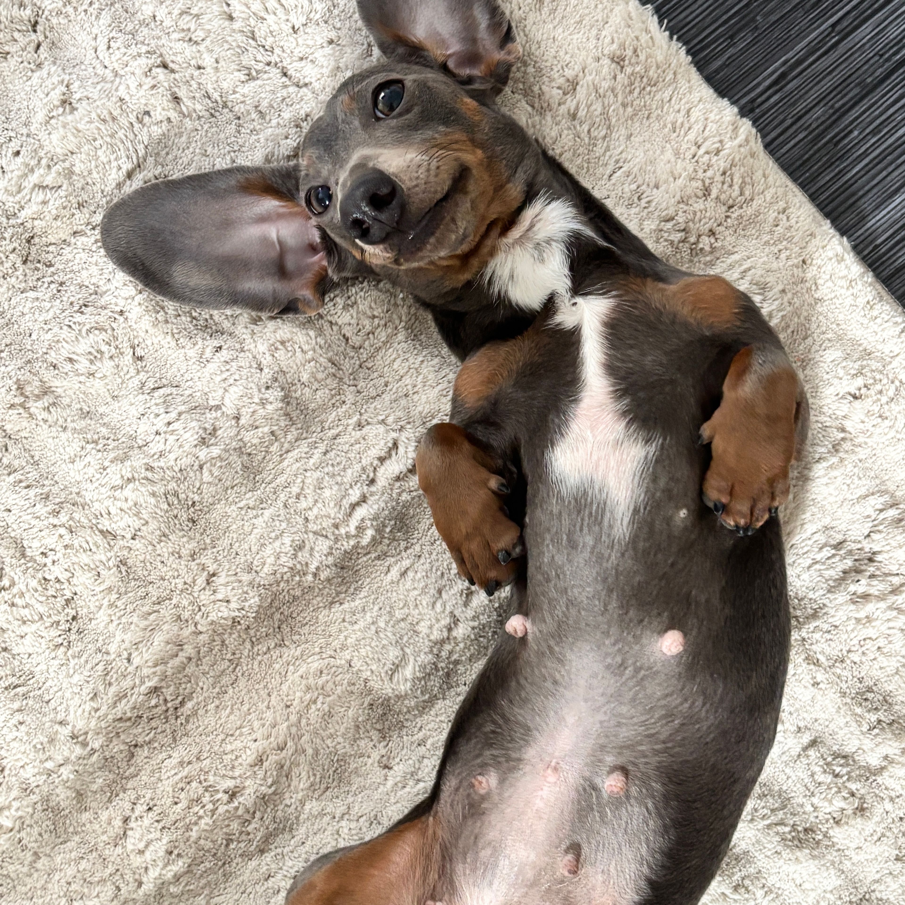 Maya