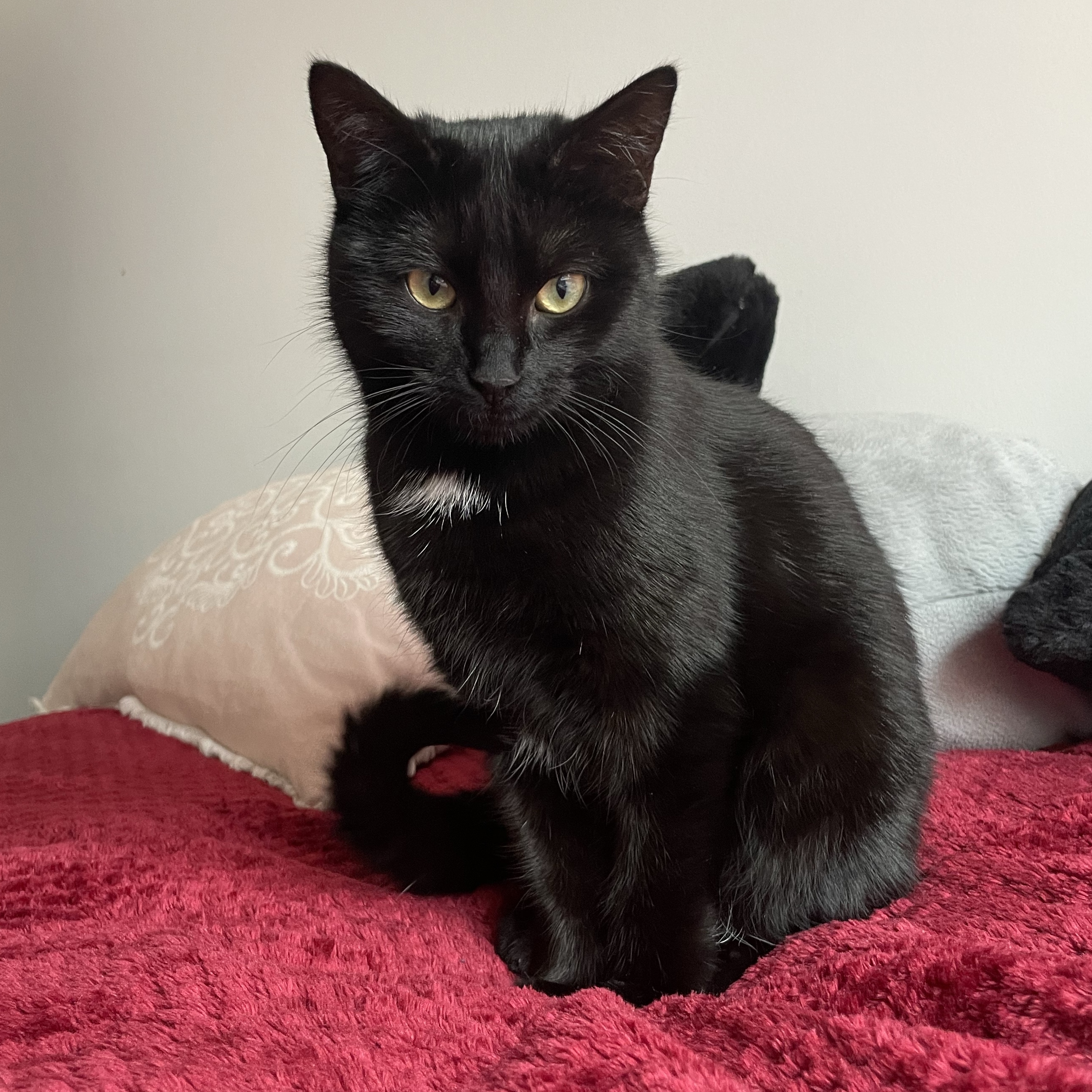 Blacky