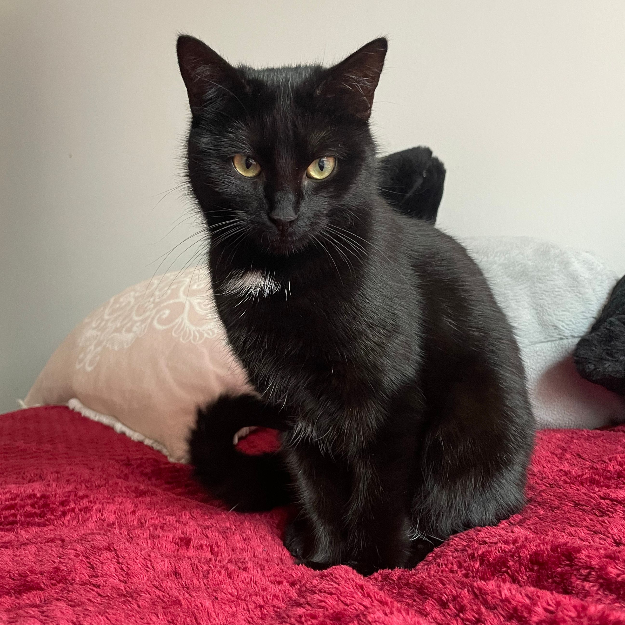Blacky
