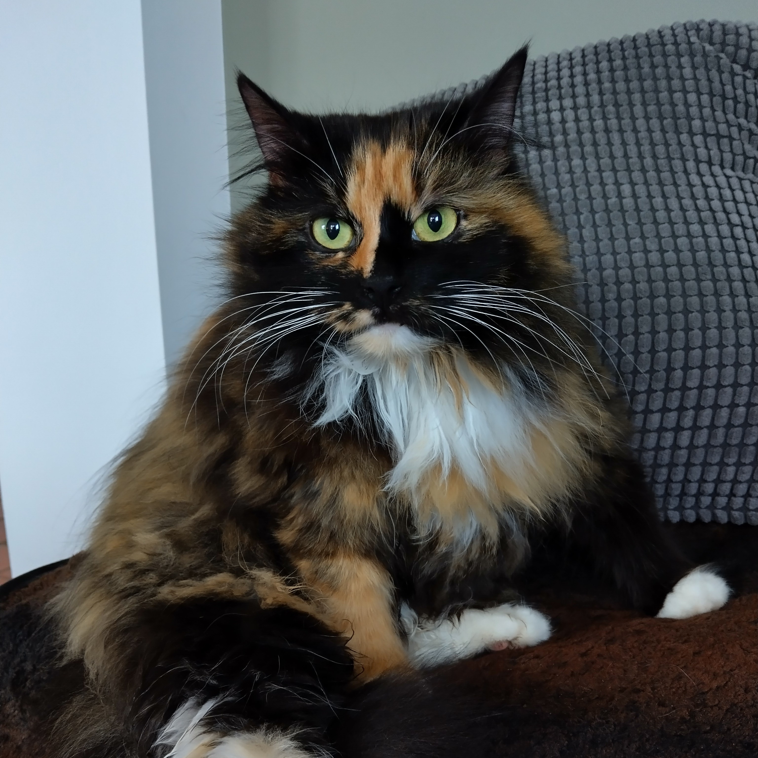 Marja