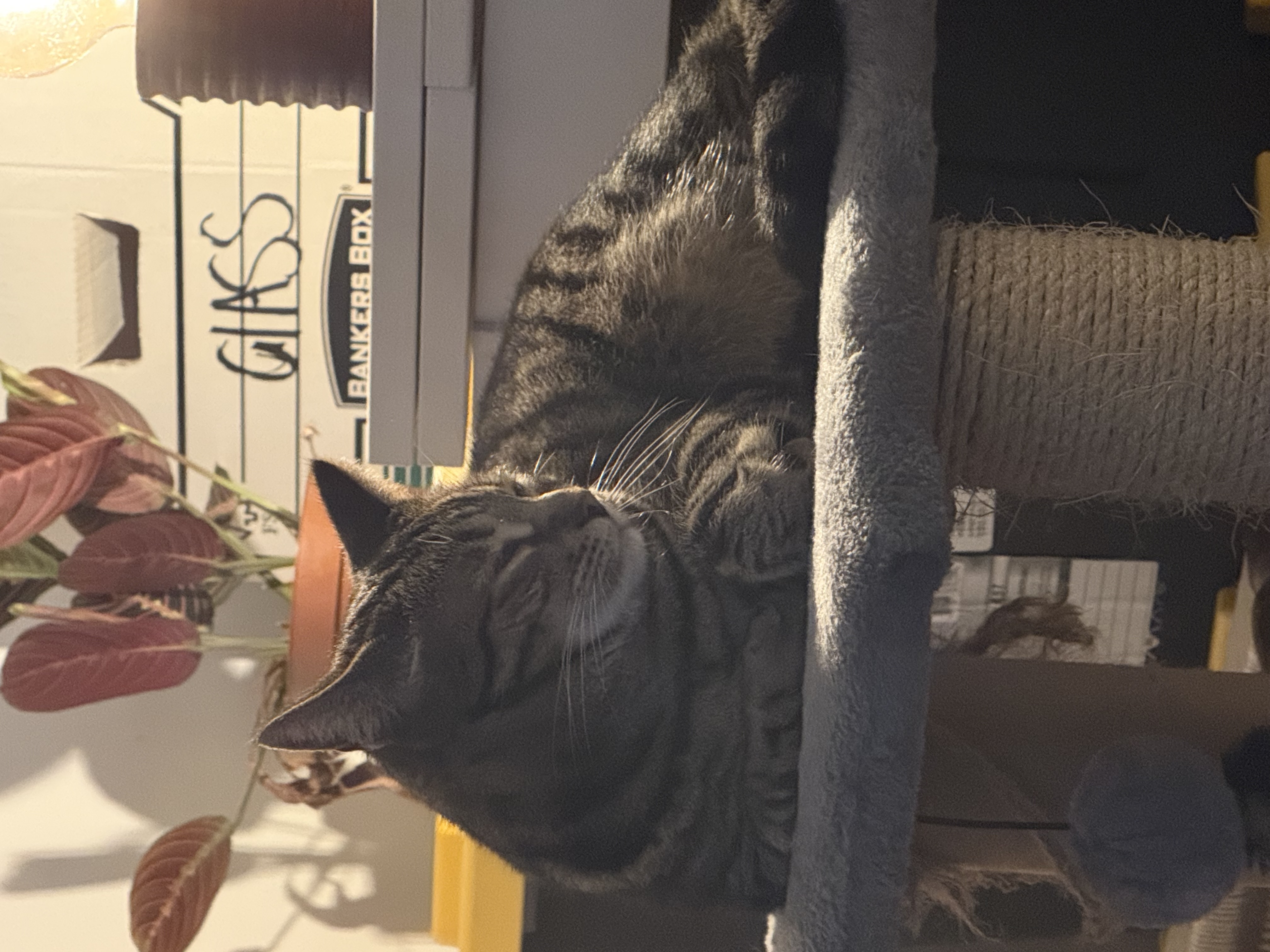 image-6