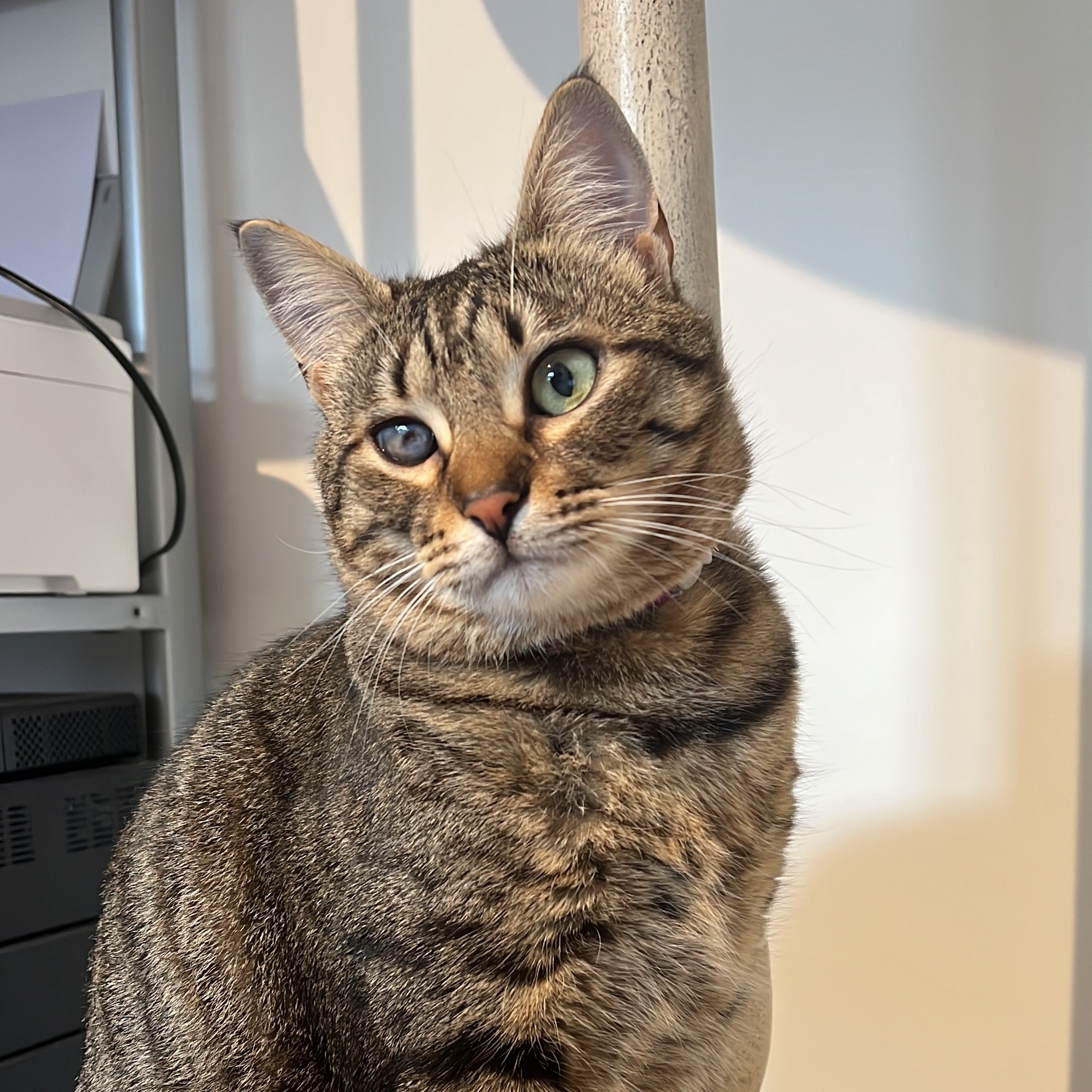 Maya