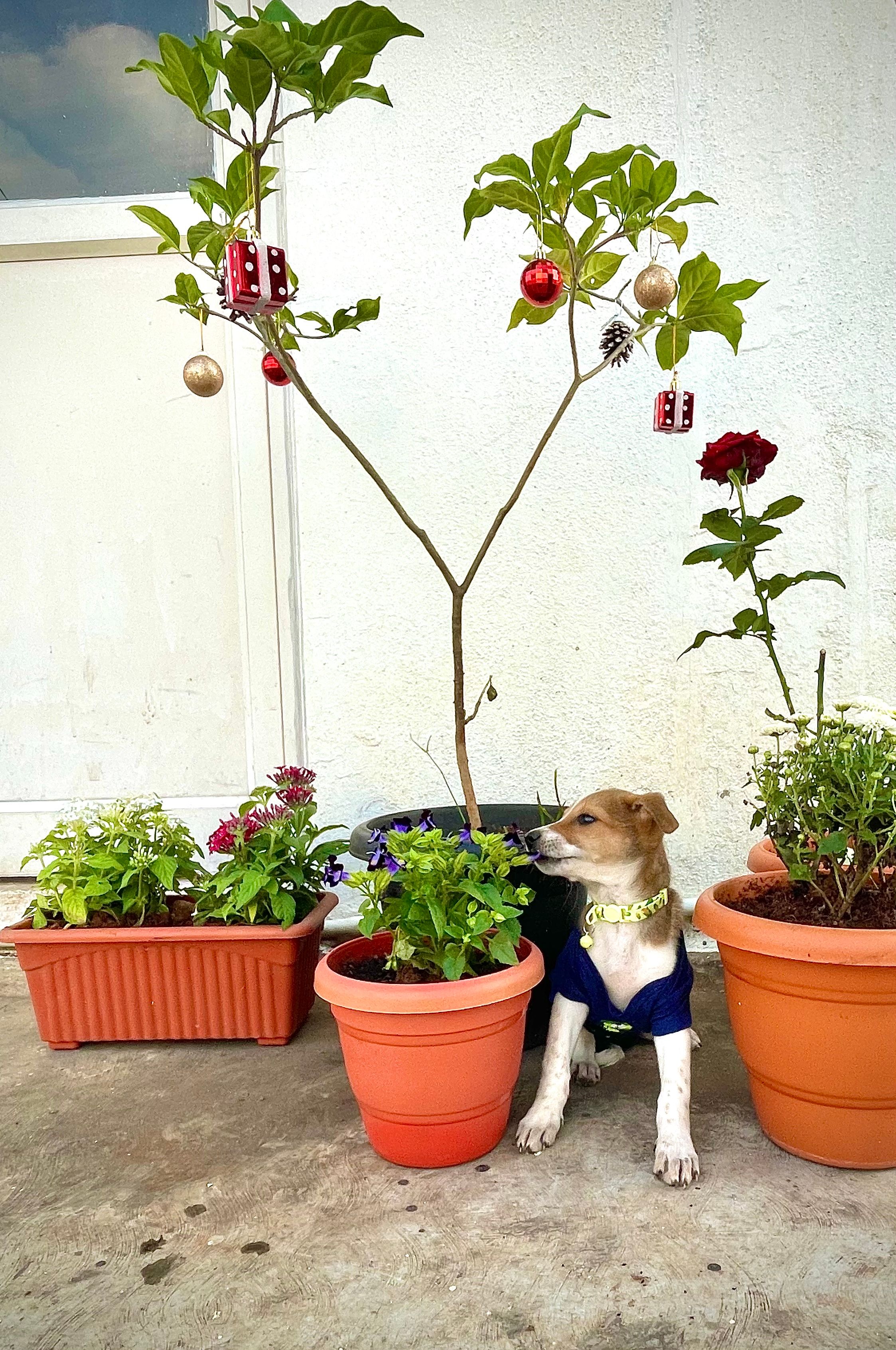 image-11
