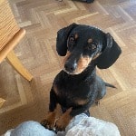 Pippa