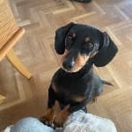 Pippa