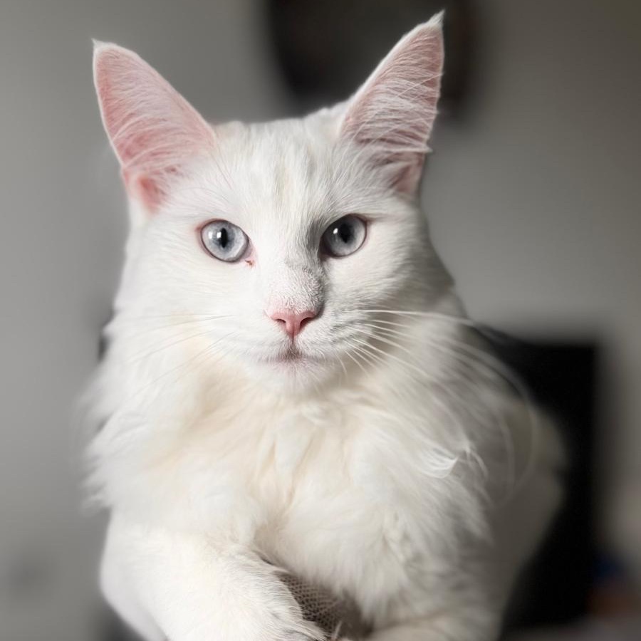 Maya