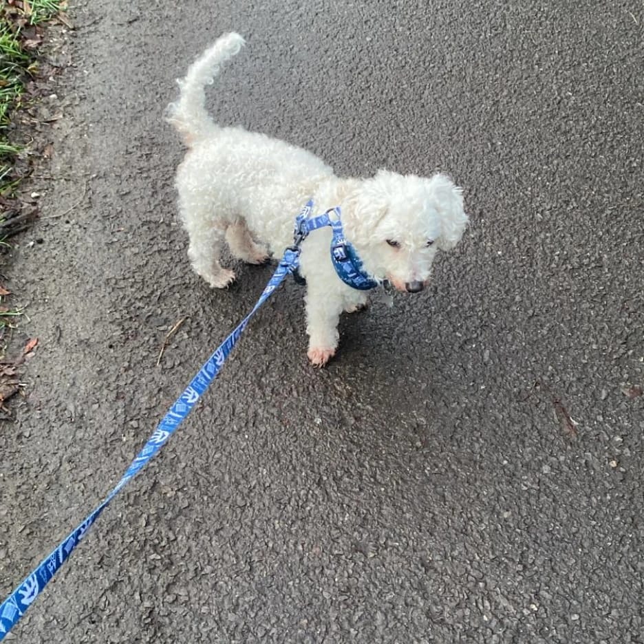 Harvey