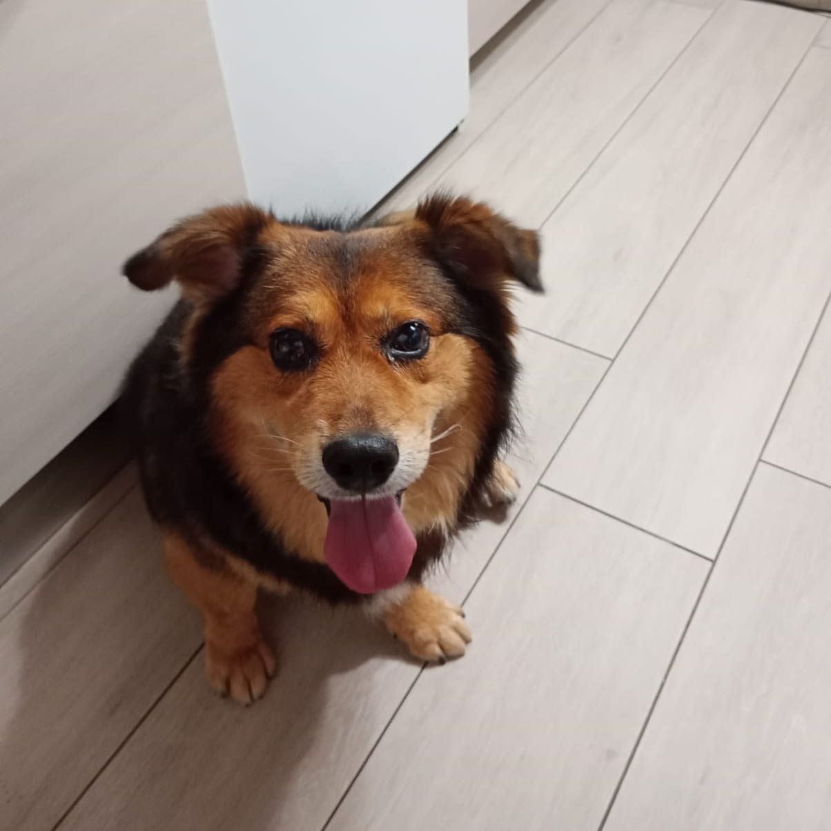 Pongo