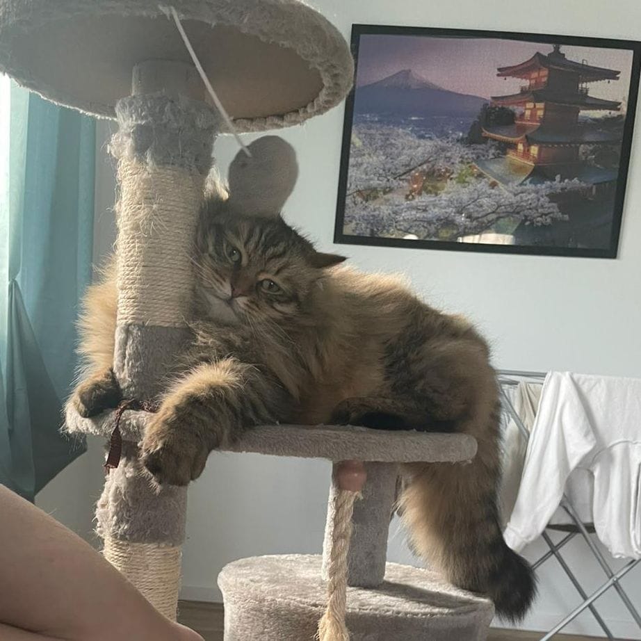 Loki