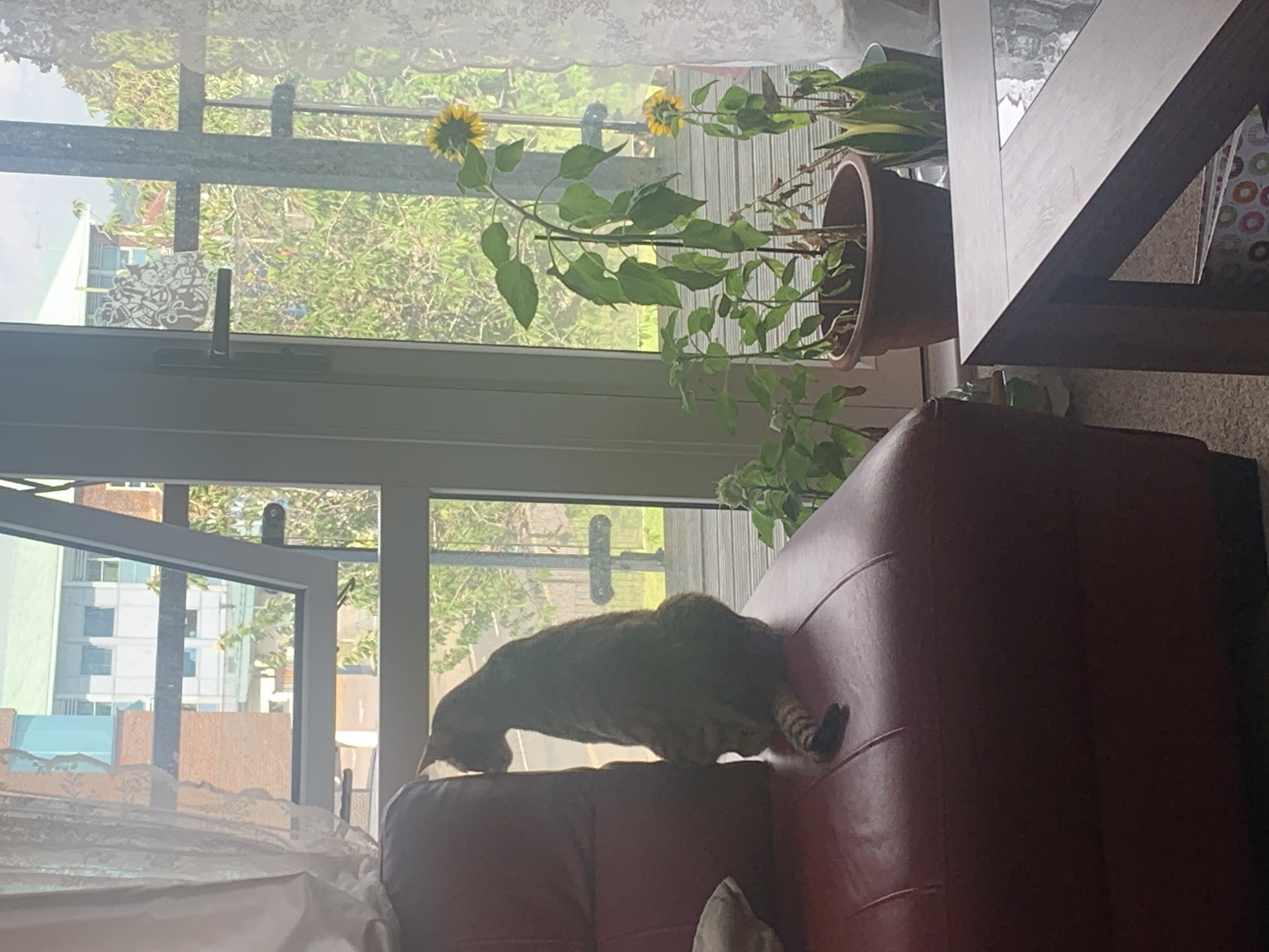 image-7