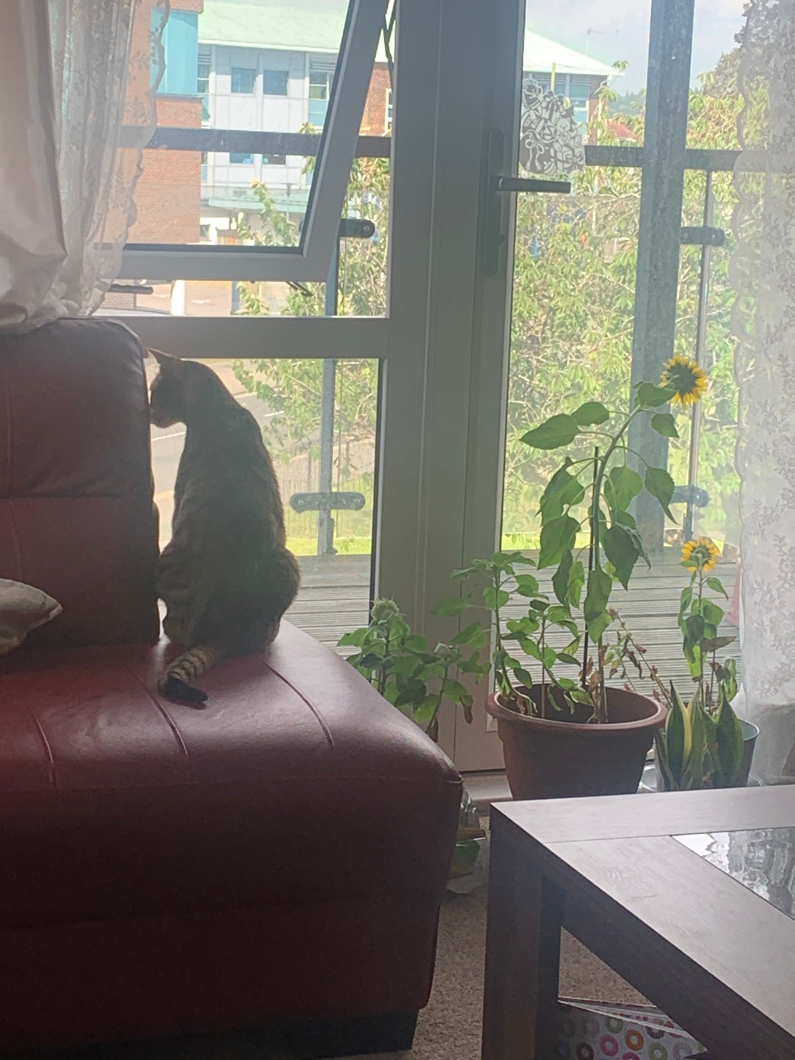 image-7