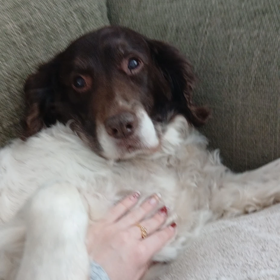 Alfie