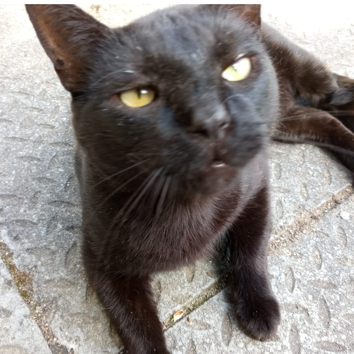 Negris (Blacky)