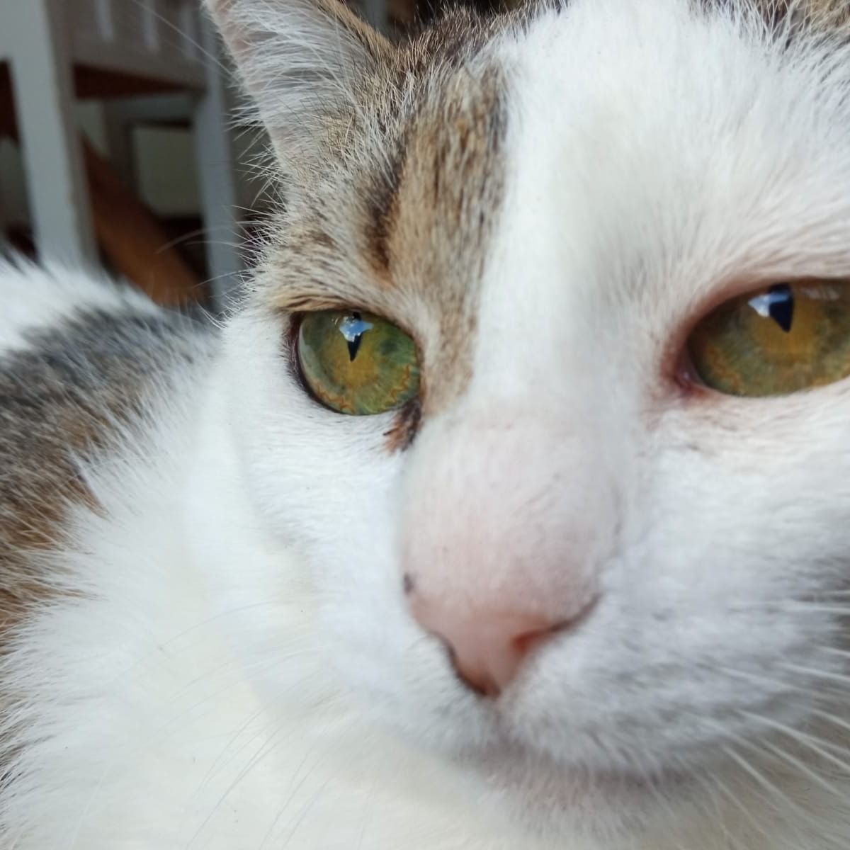Nieves (Snoby)