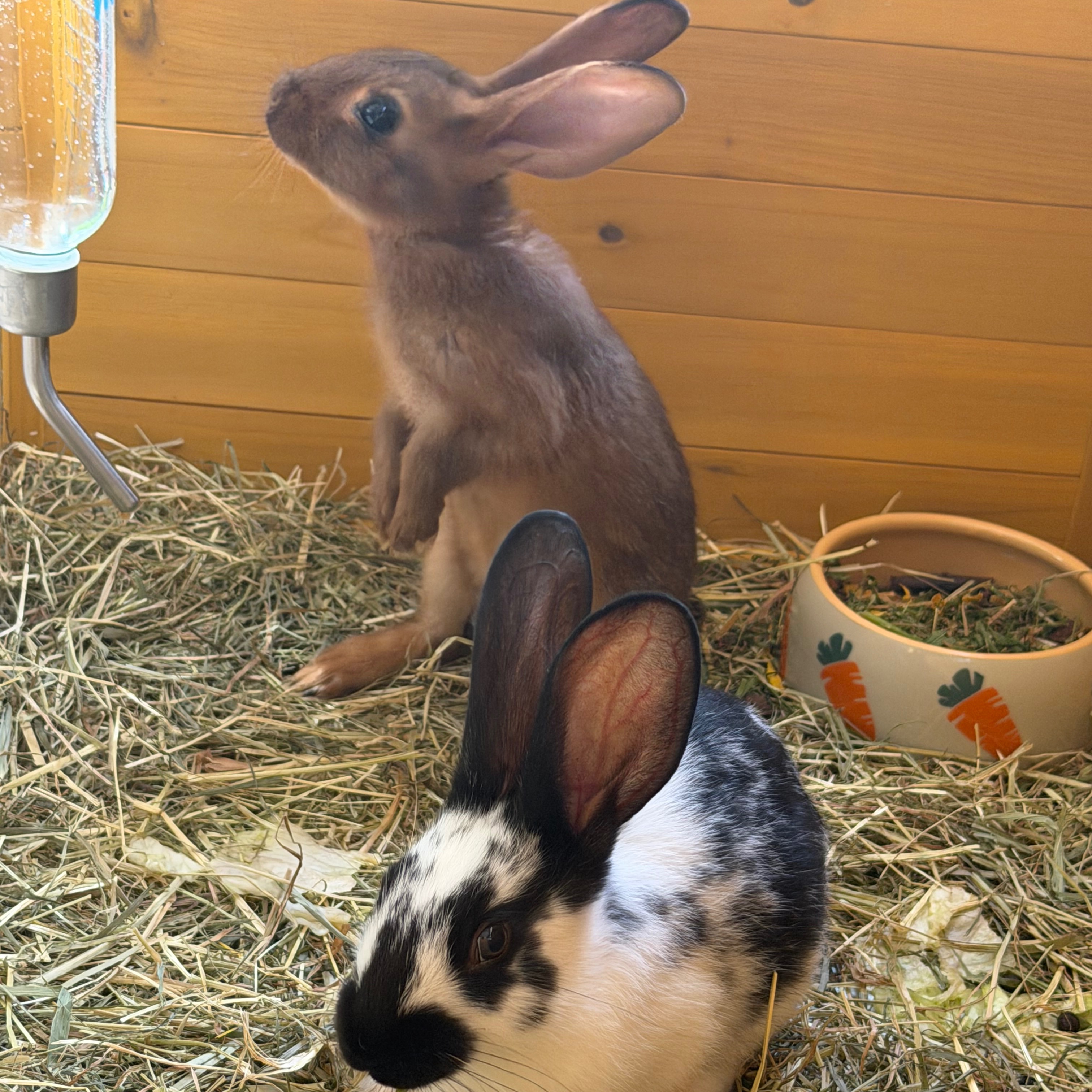 Lola und Luna