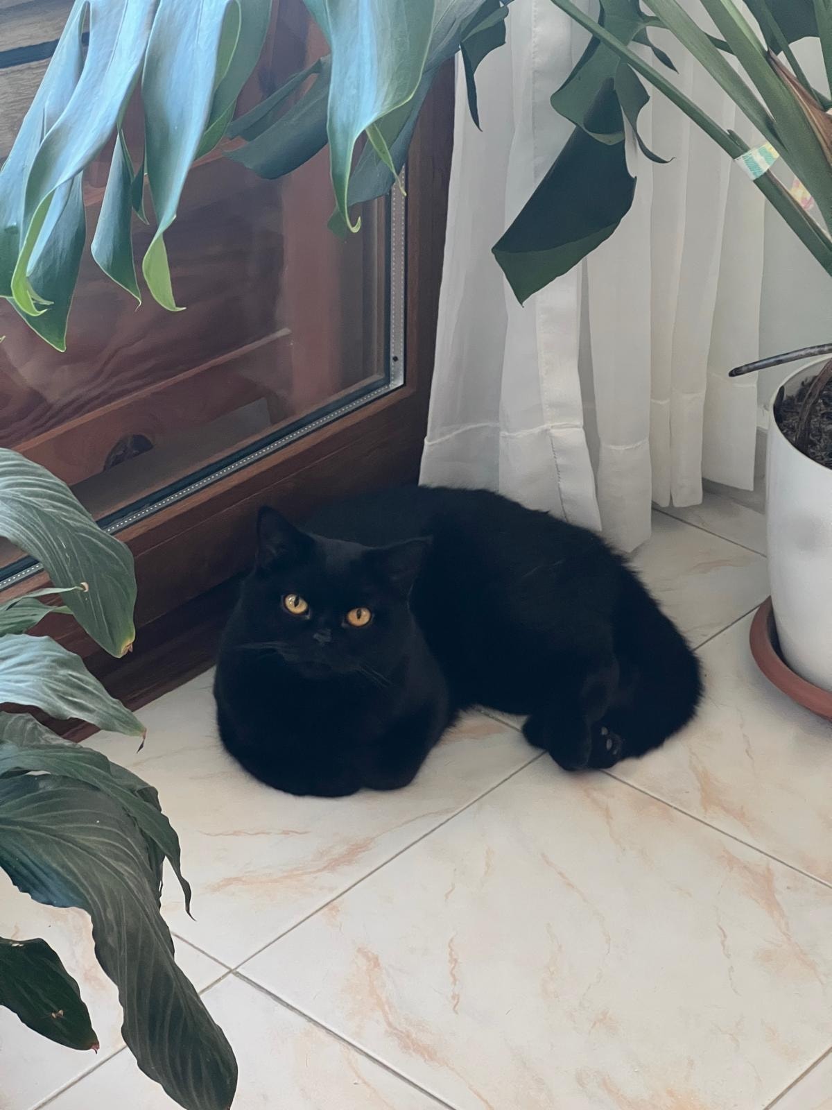 image-11