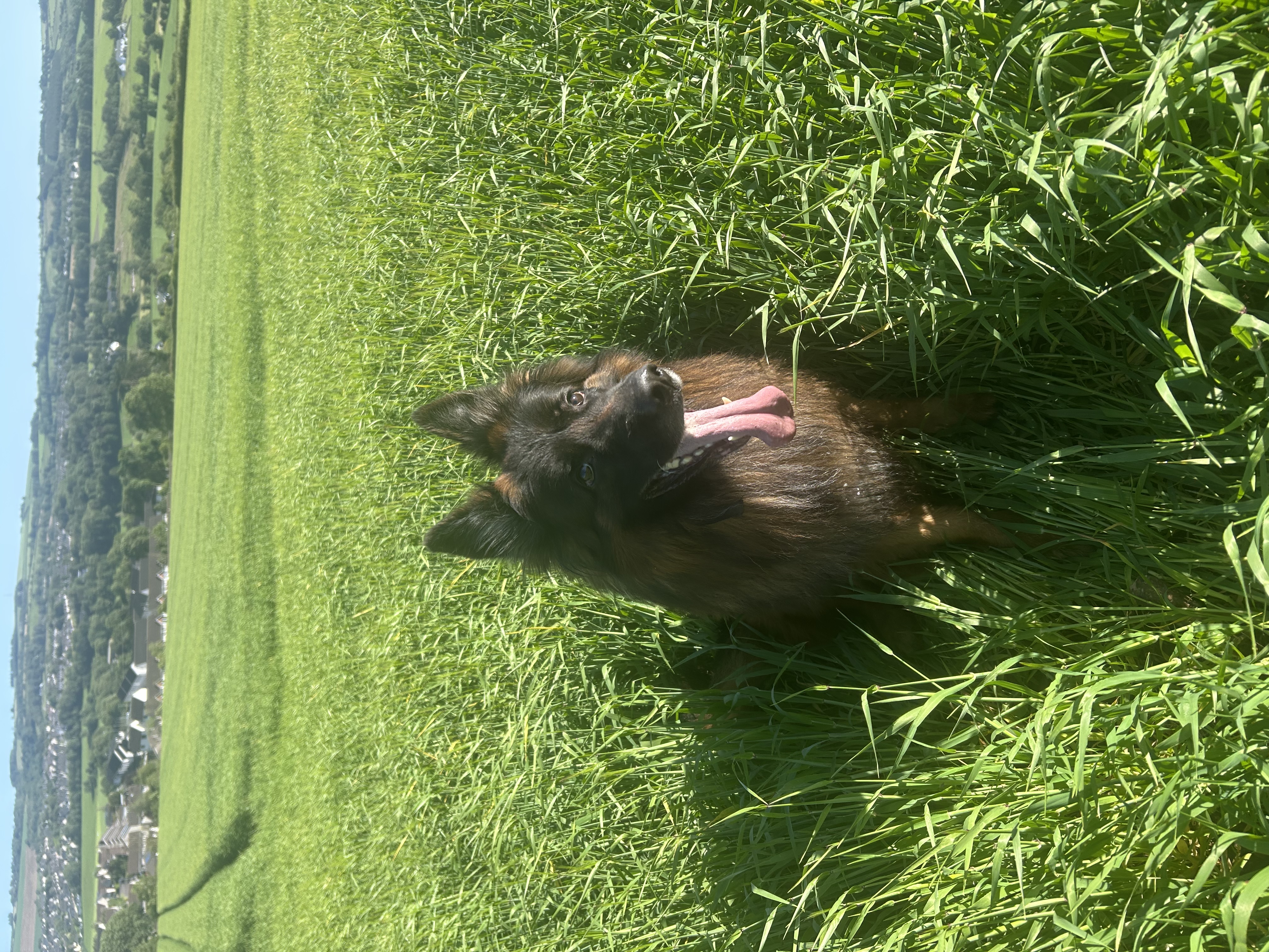 image-4