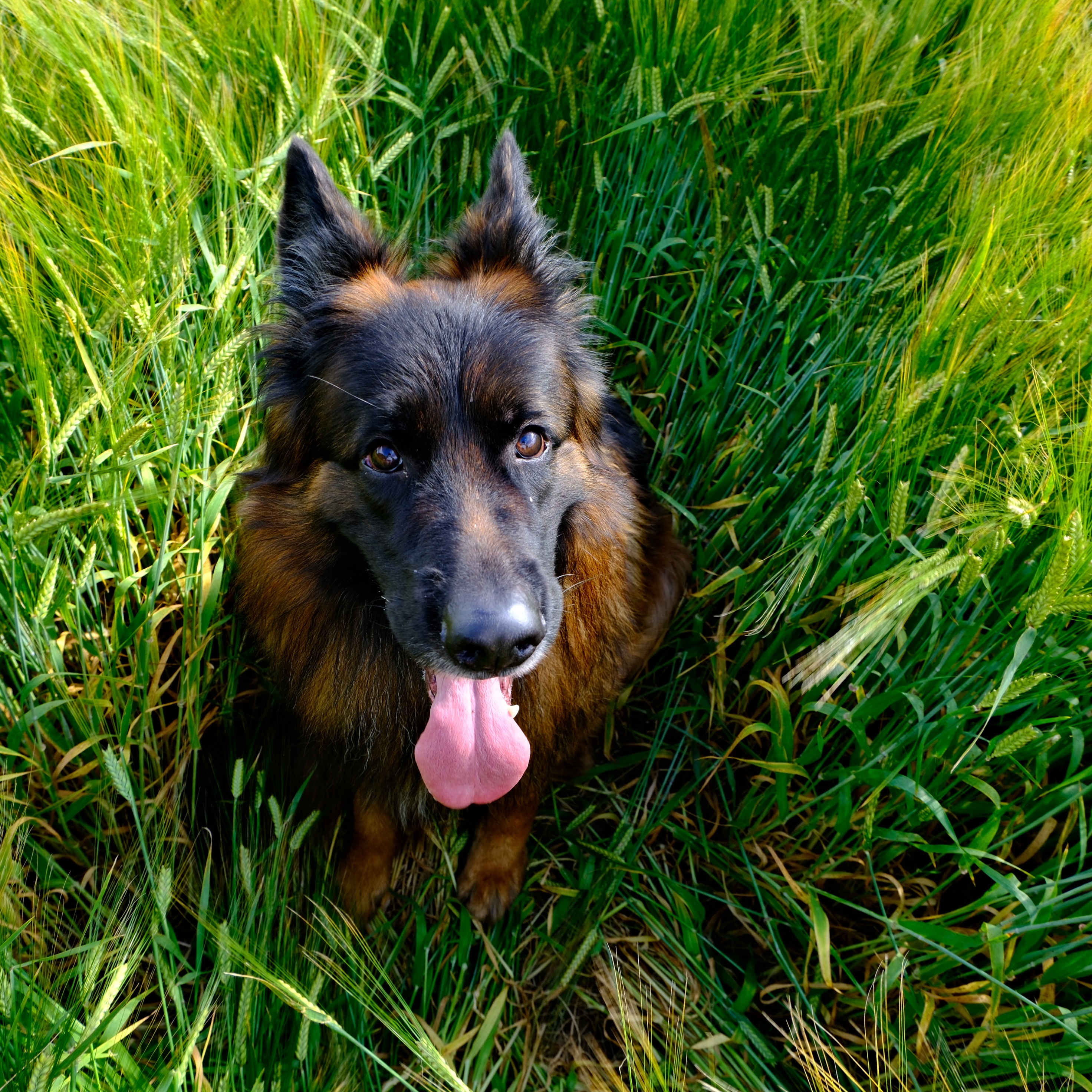 Bear 