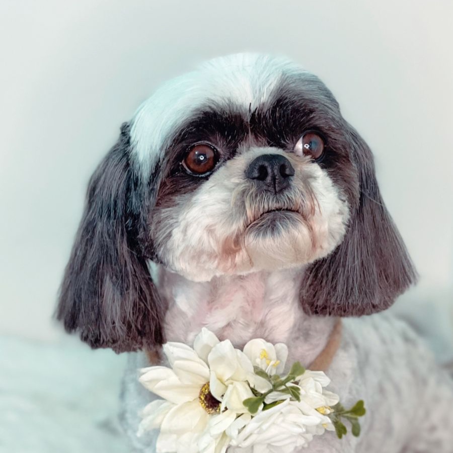 Suki