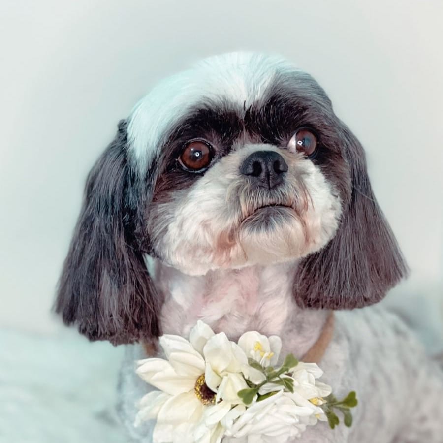 Suki