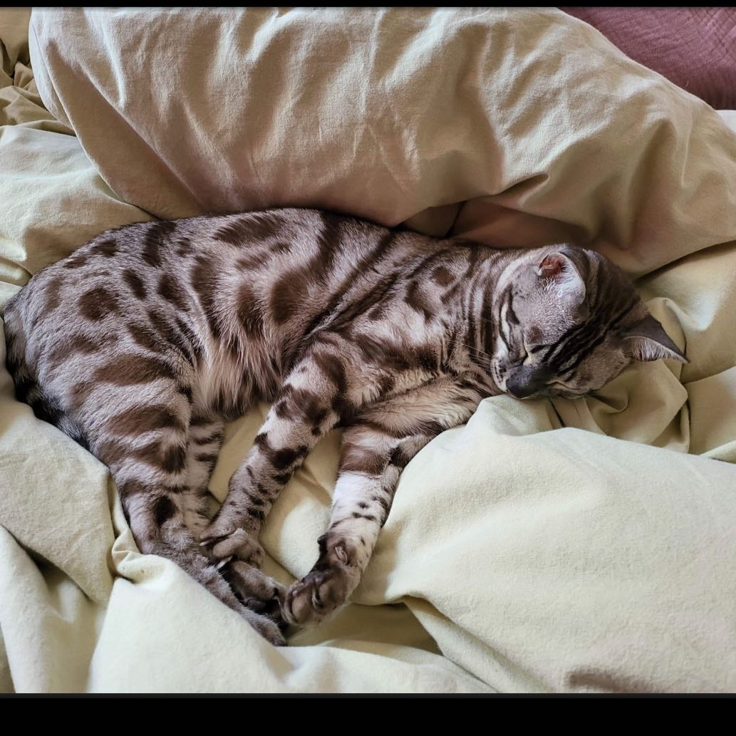 Simba 