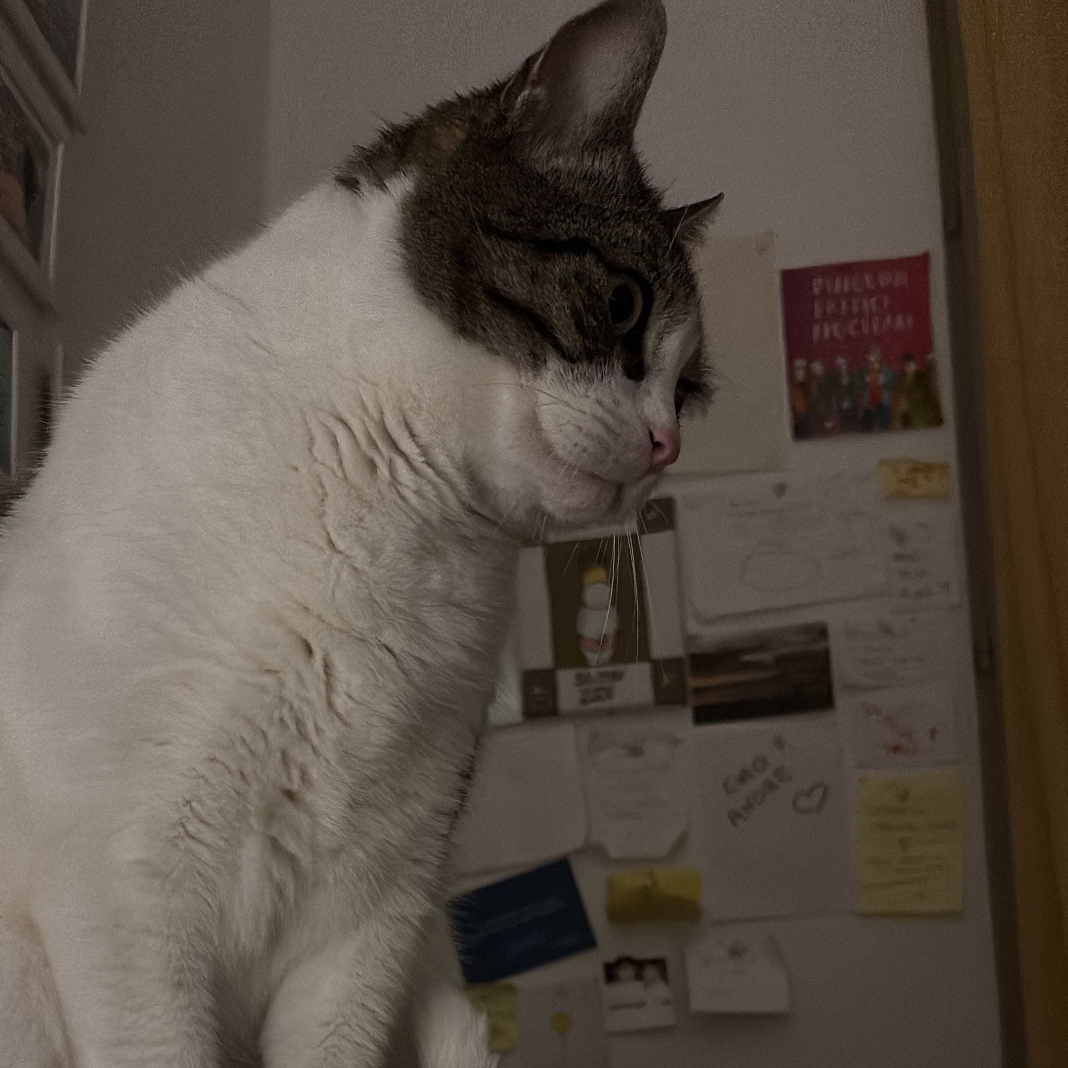 micio