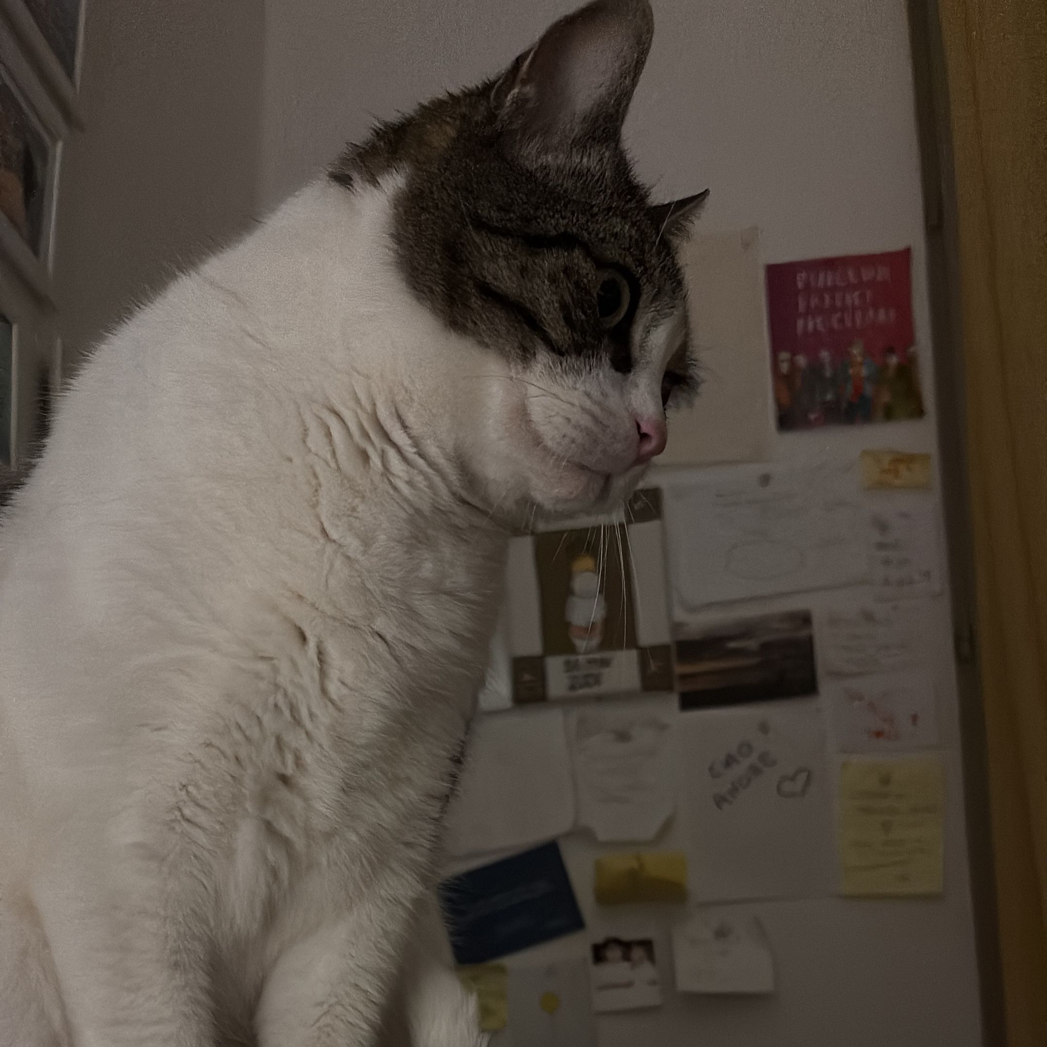 micio