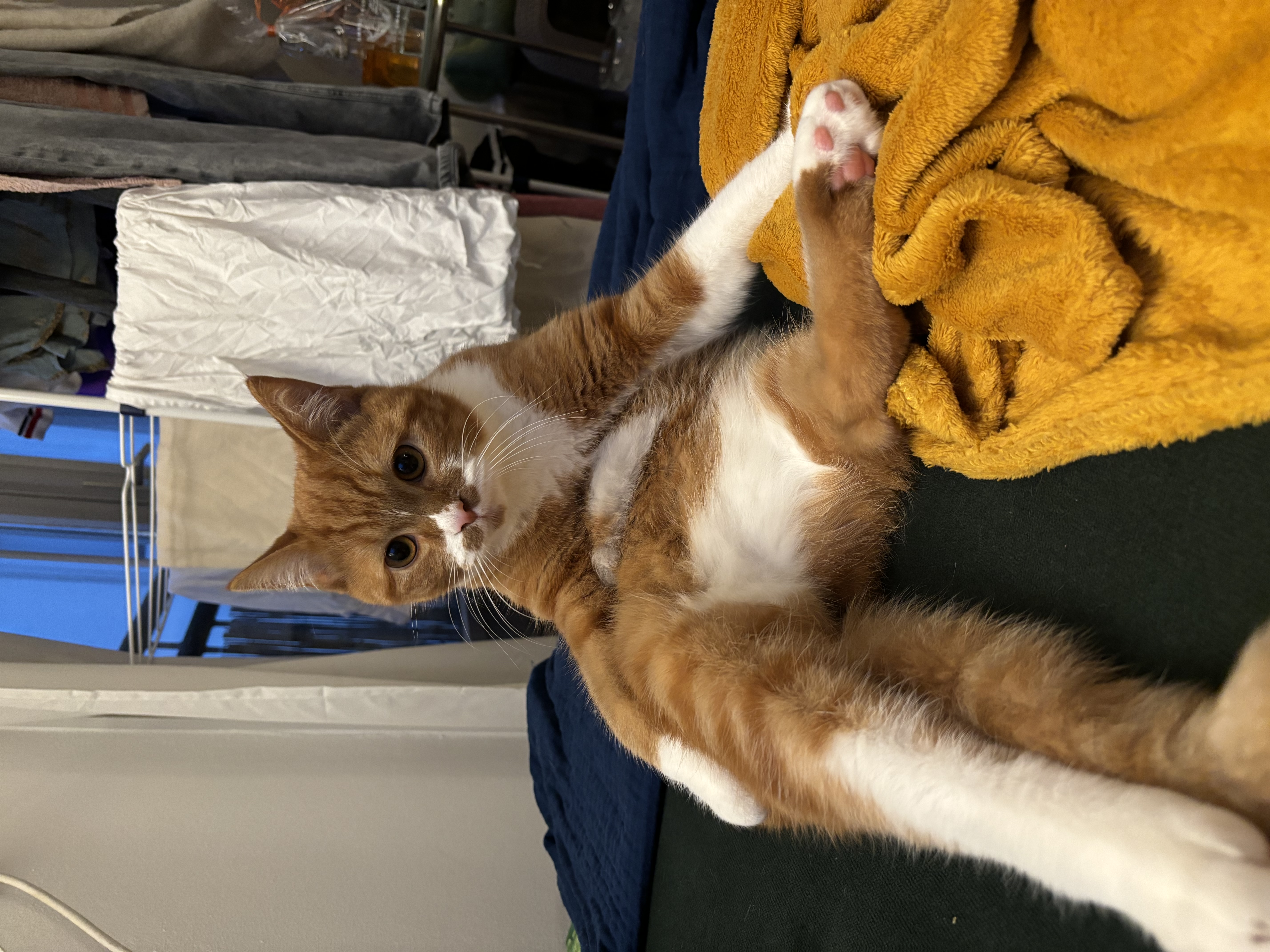 image-7