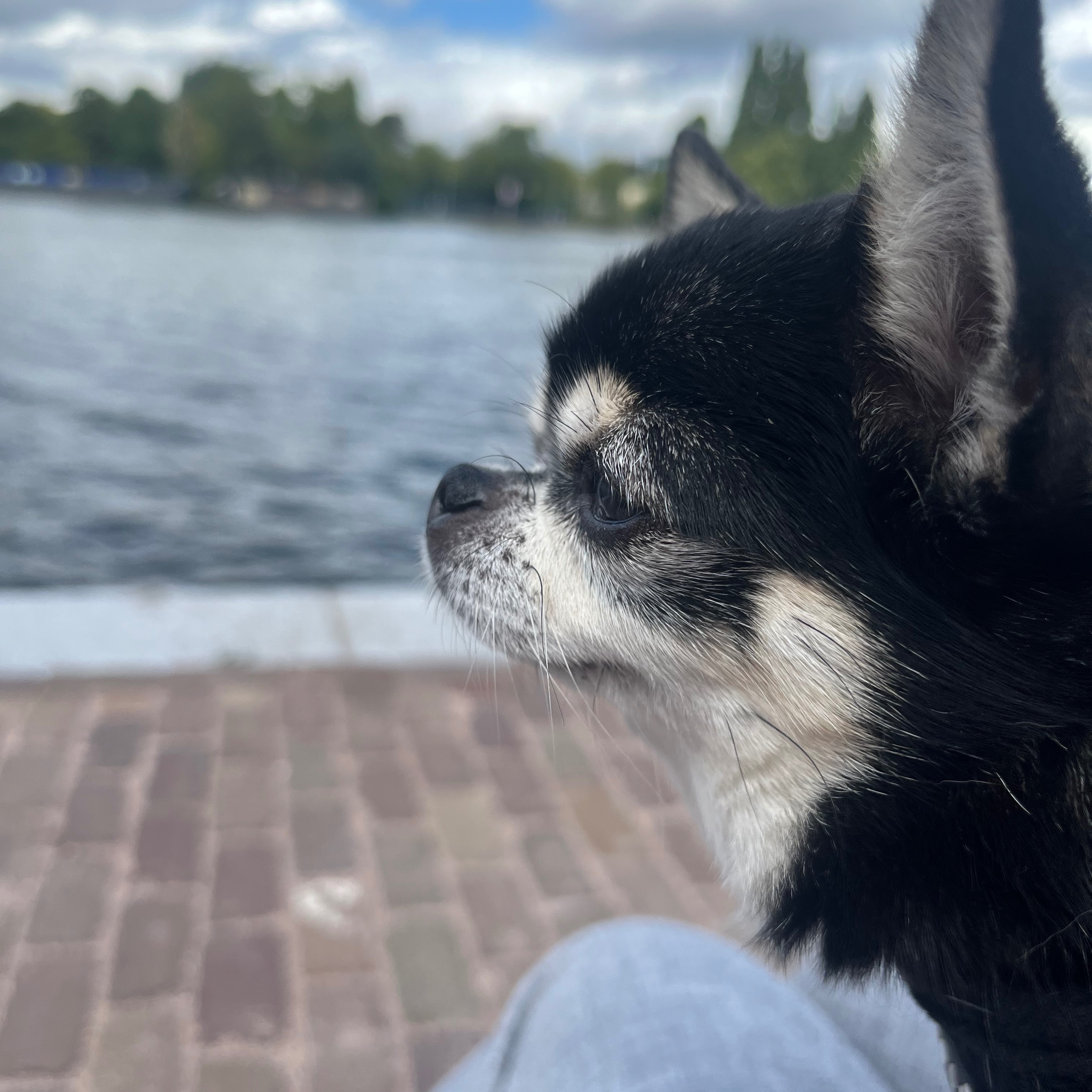 Koka