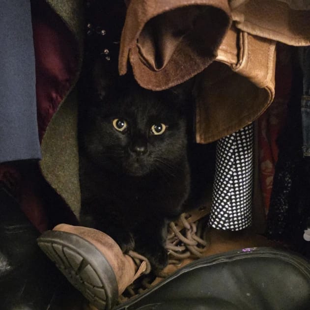 Bagheera