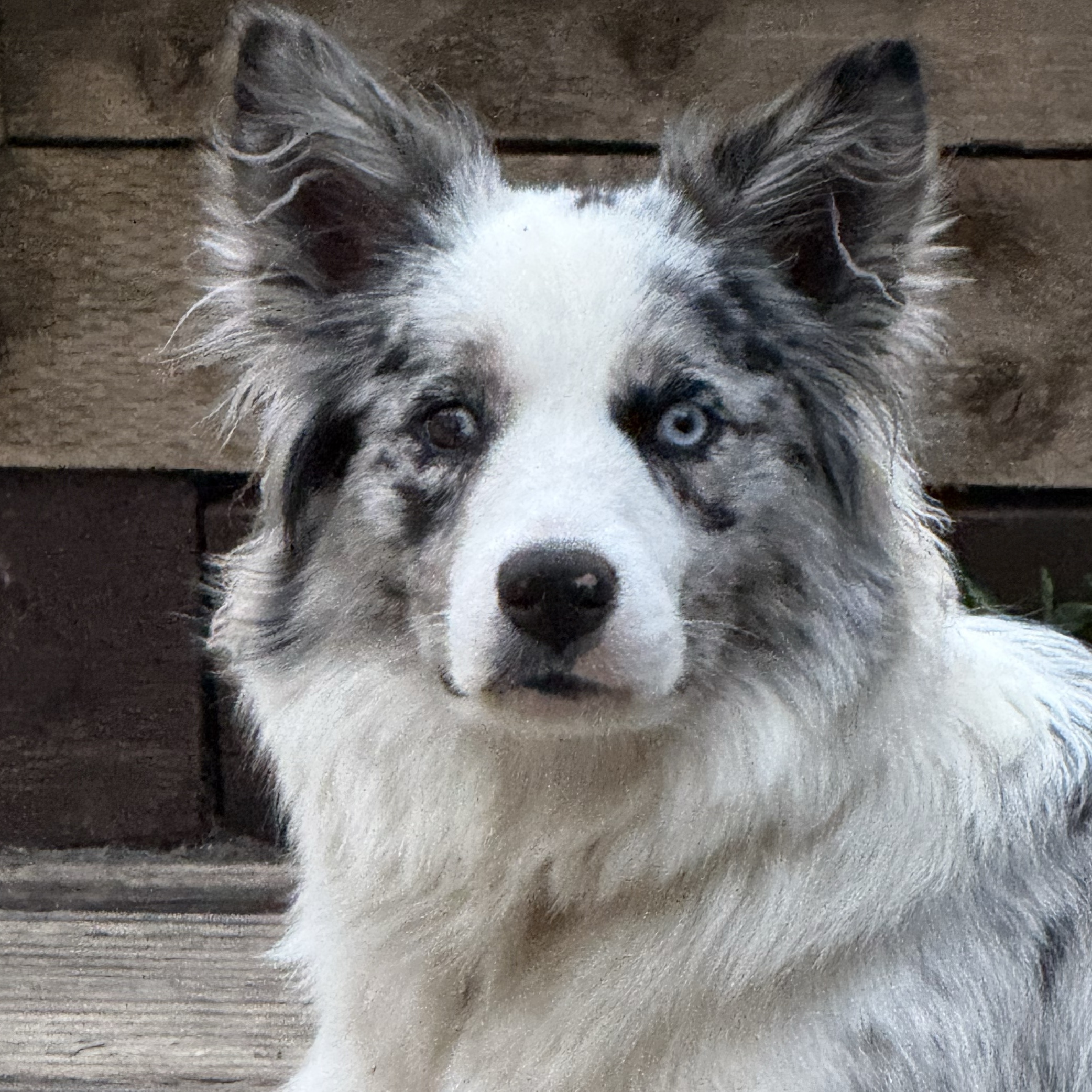 Lyla