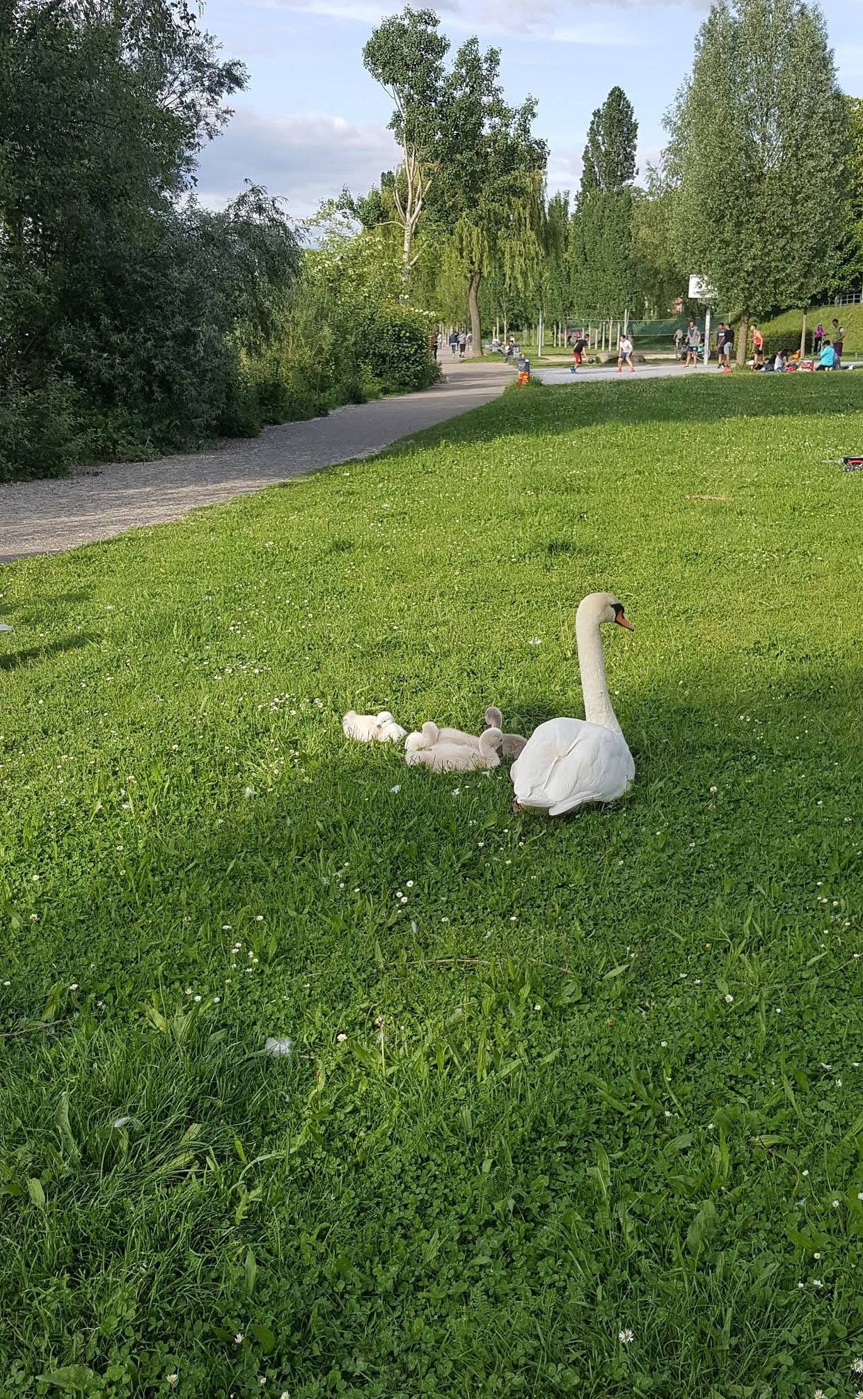 image-19