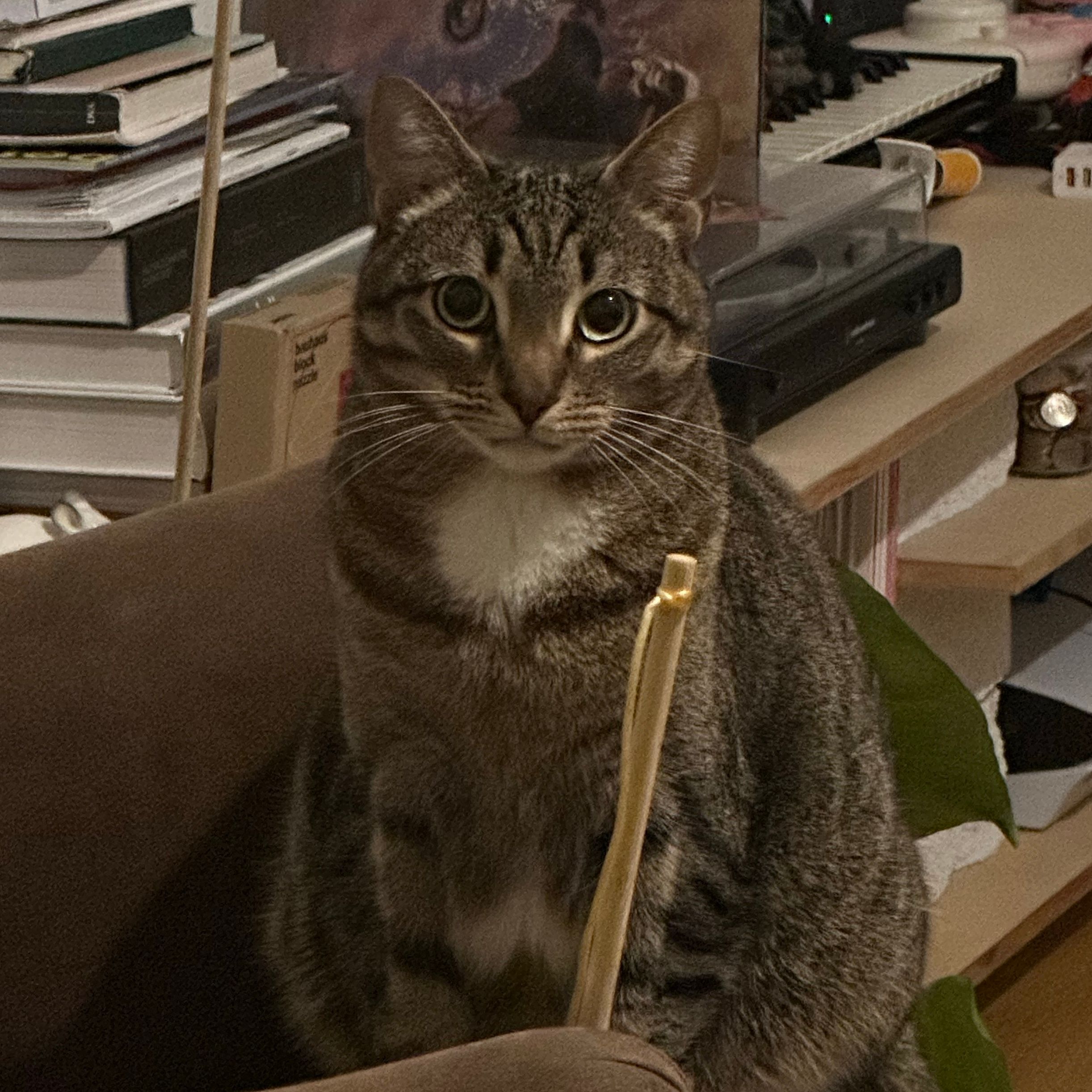 Simba