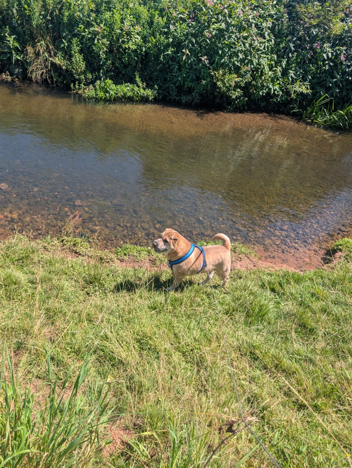 image-4