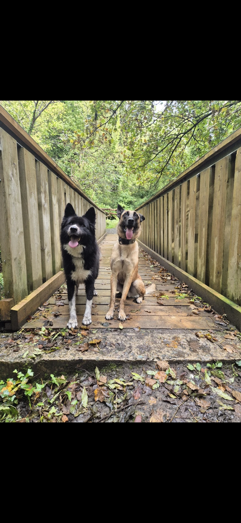 Maria Pet sitter in Clondalkin