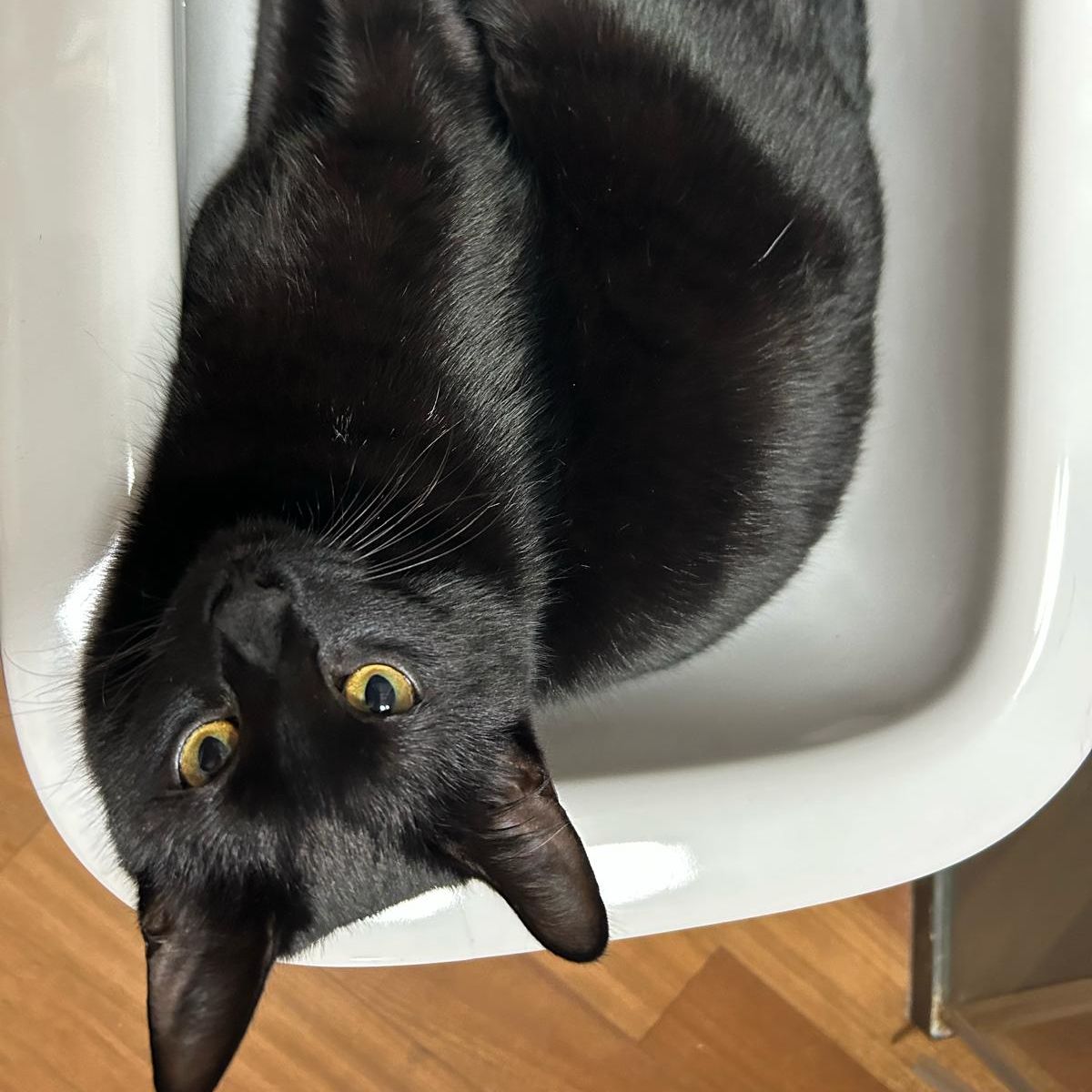 Siluro