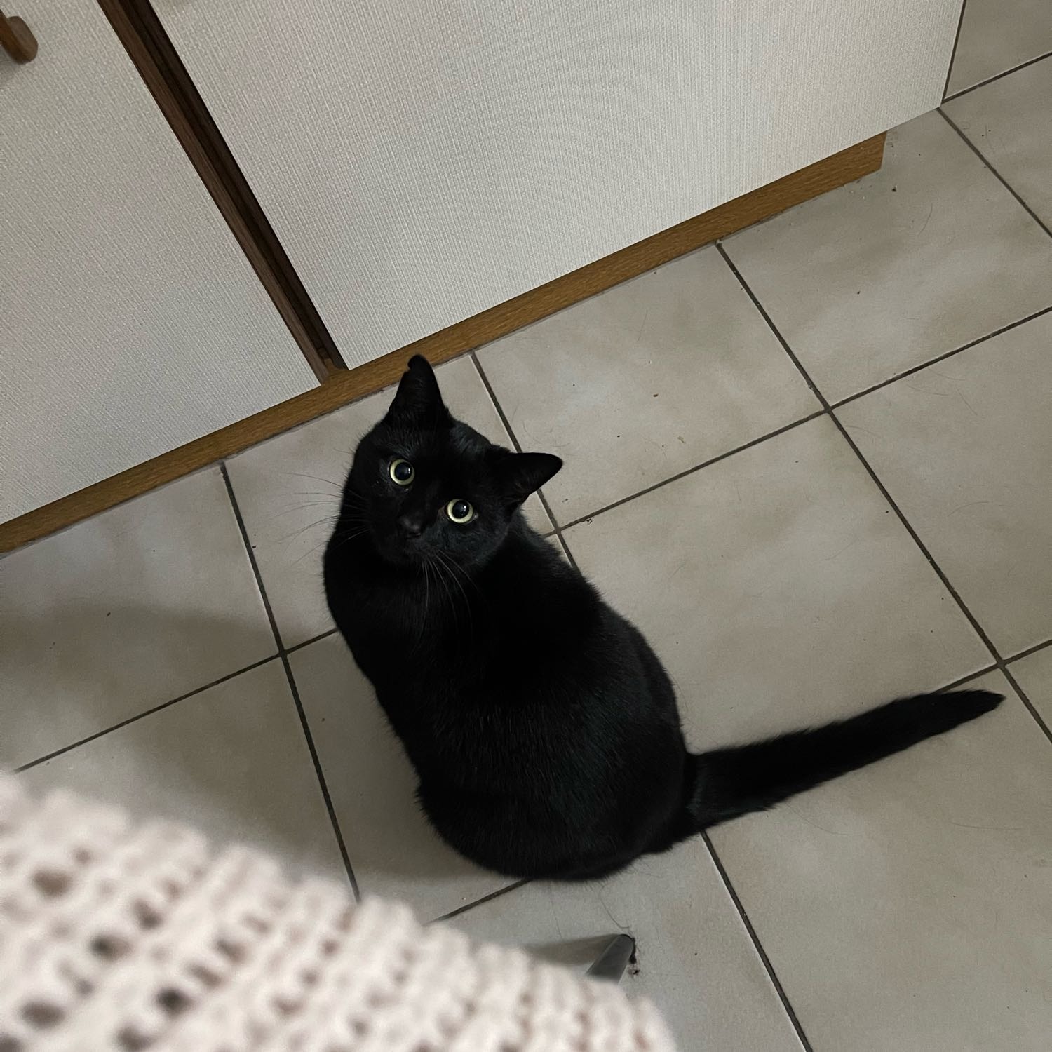 Yoku