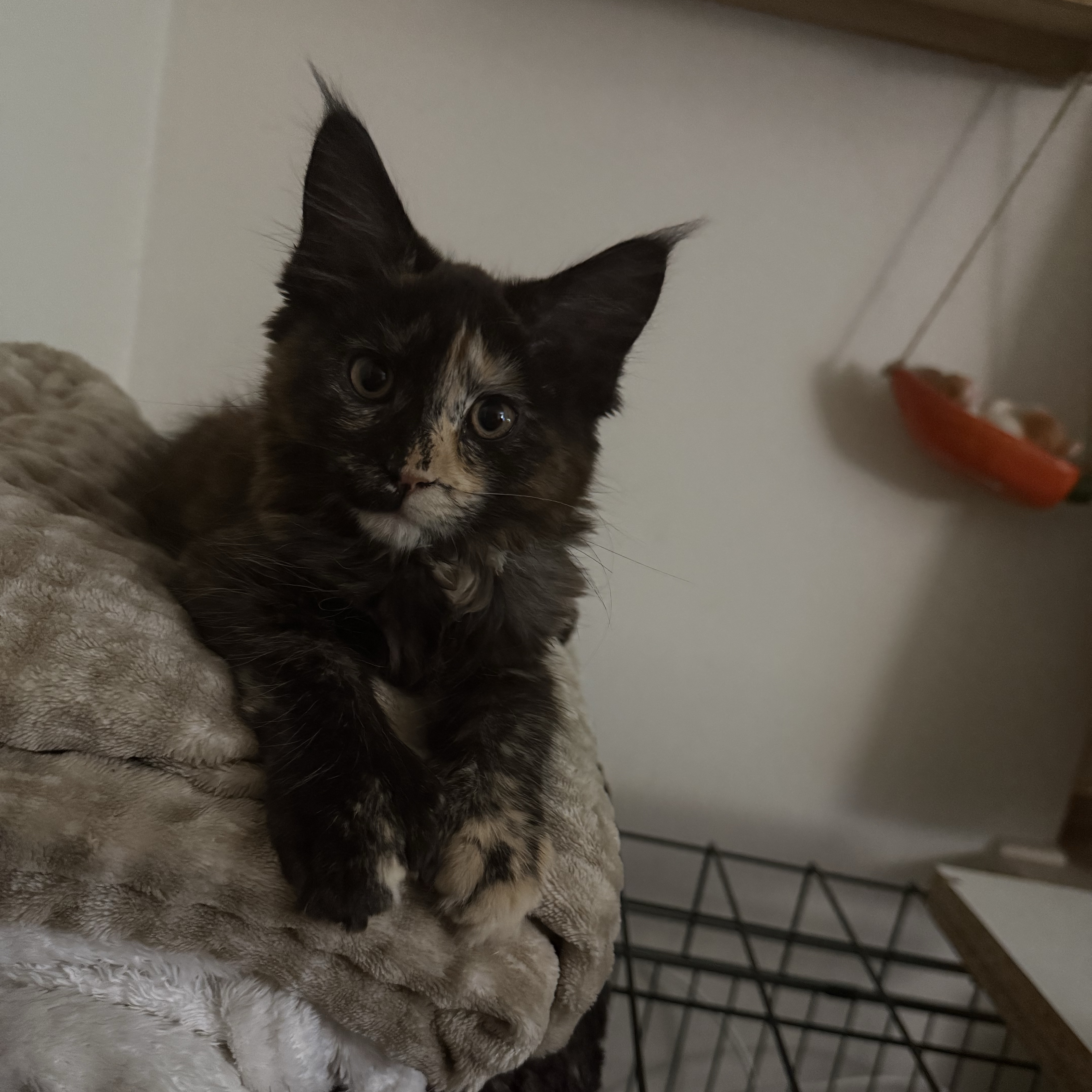 Luna