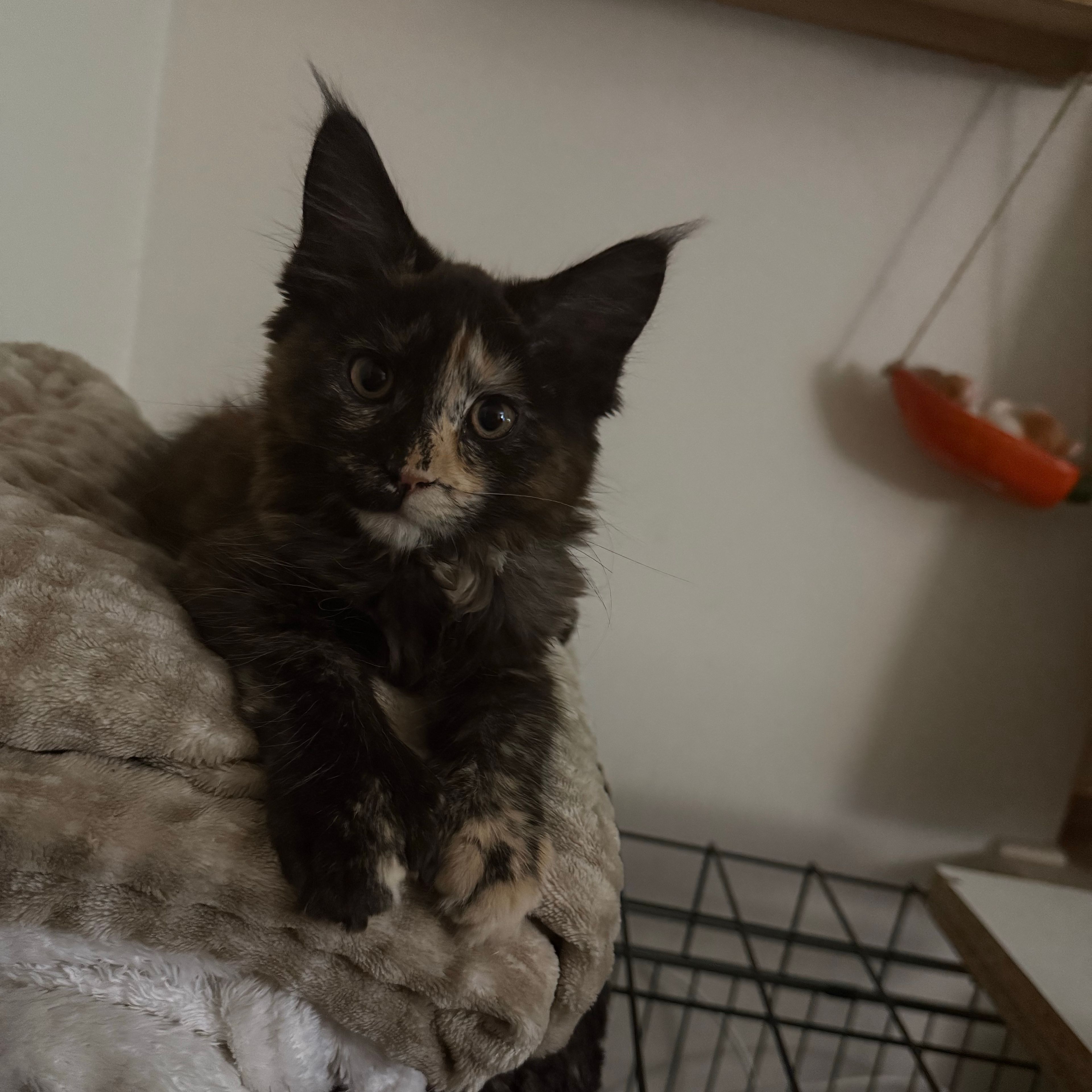 Luna