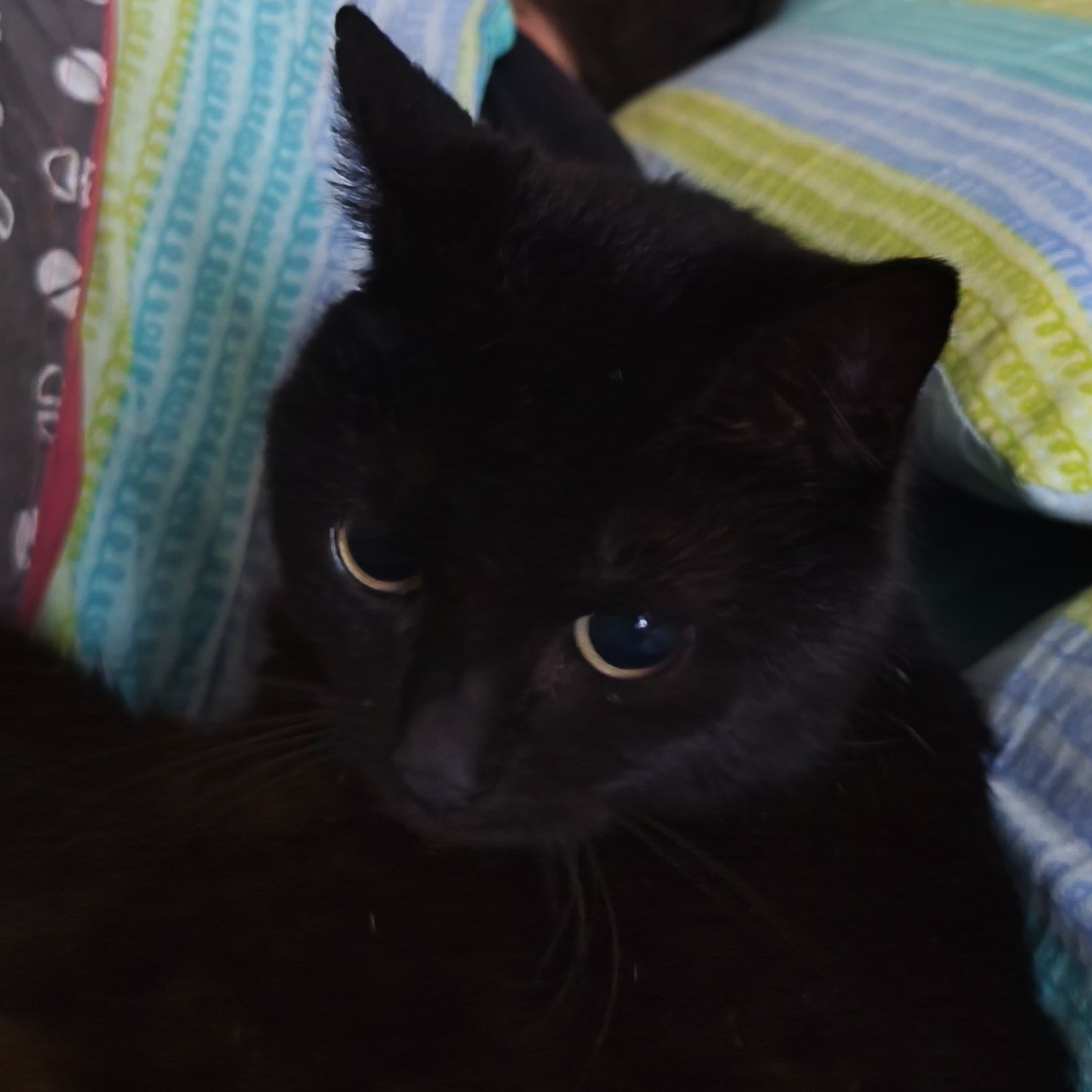 Bibi