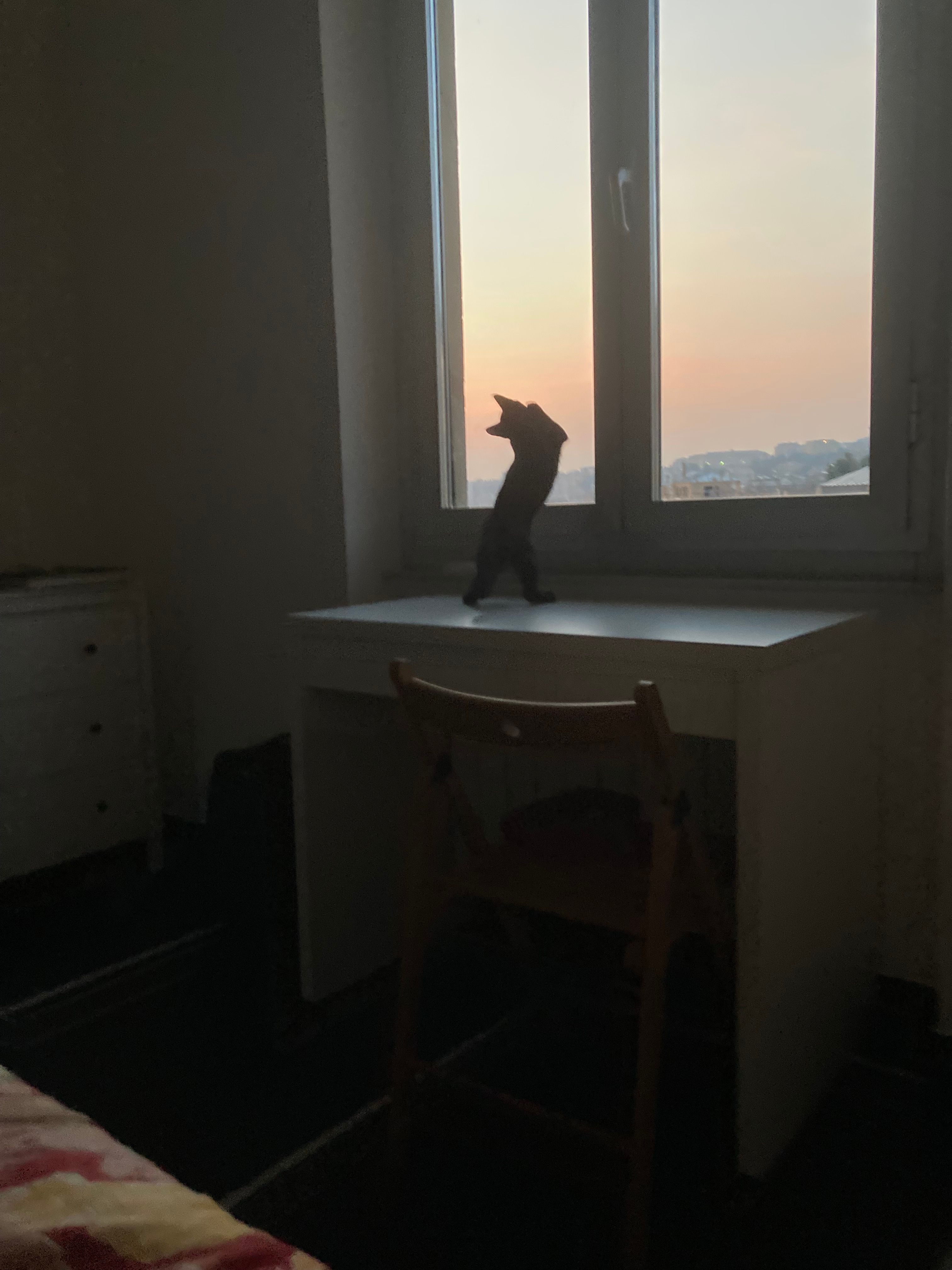 image-12