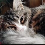 Freya