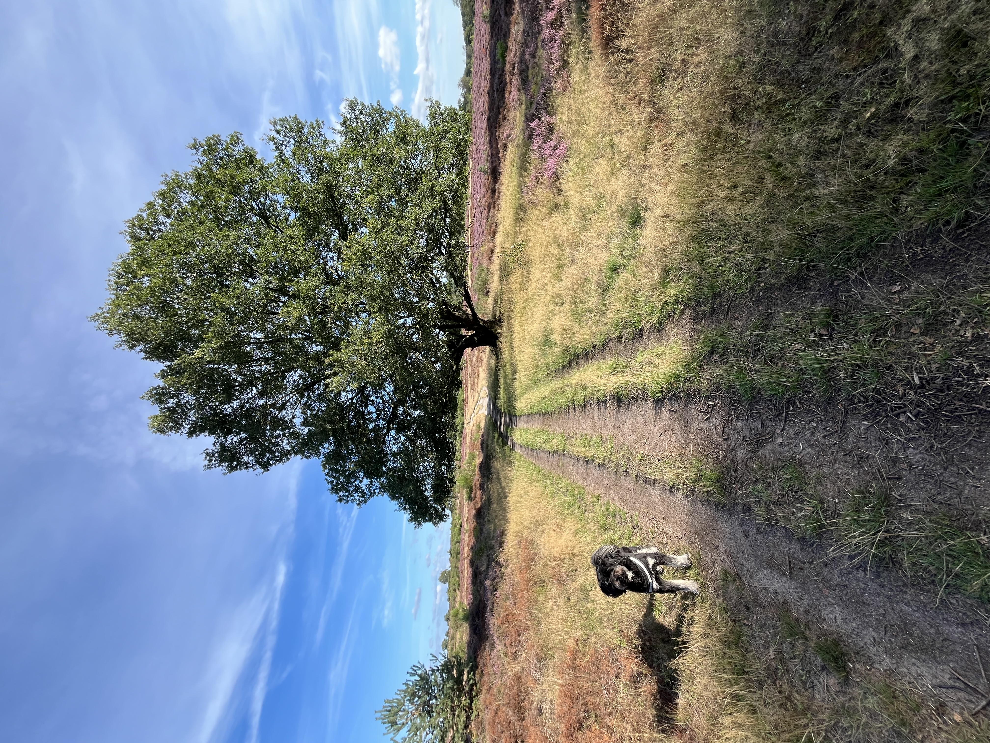 image-17