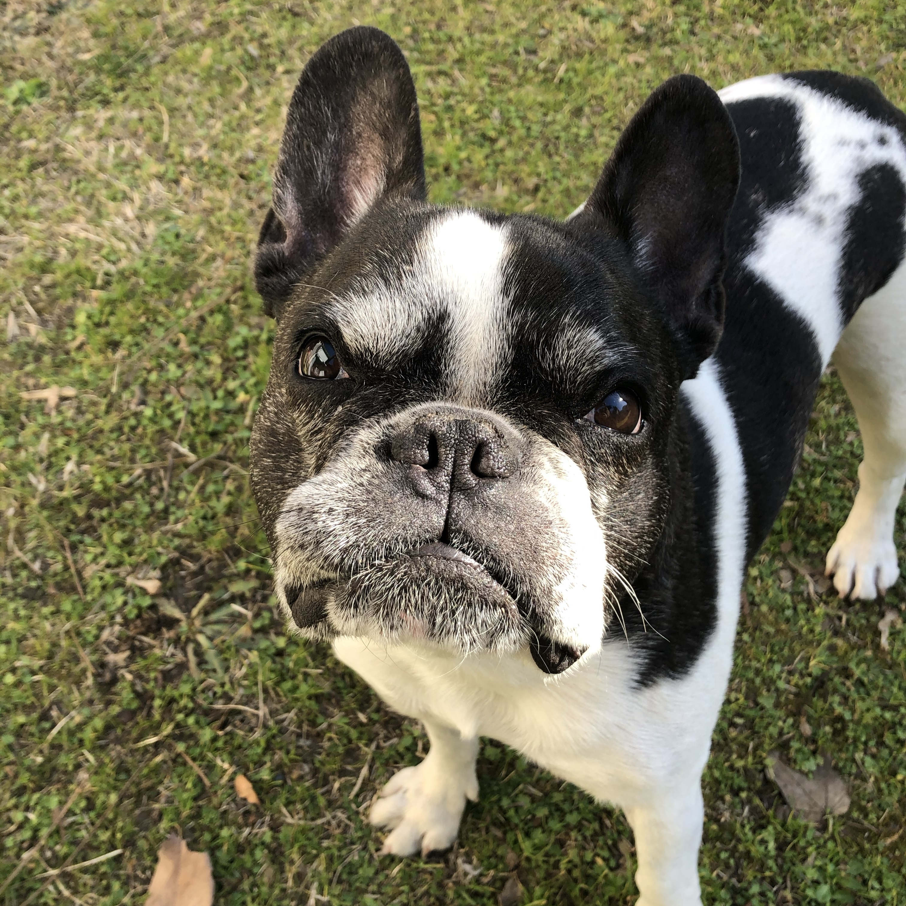 Petunia