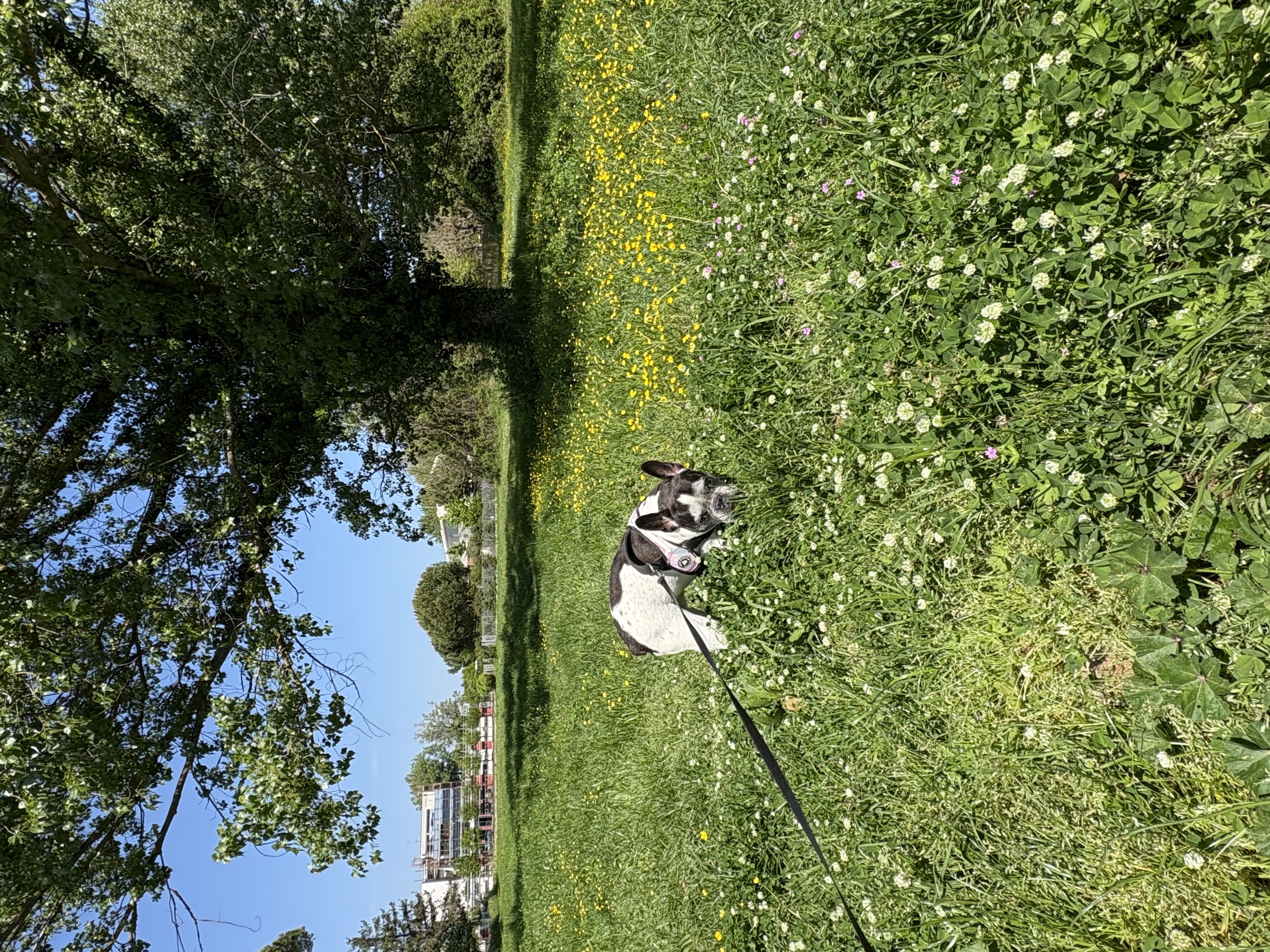 image-5