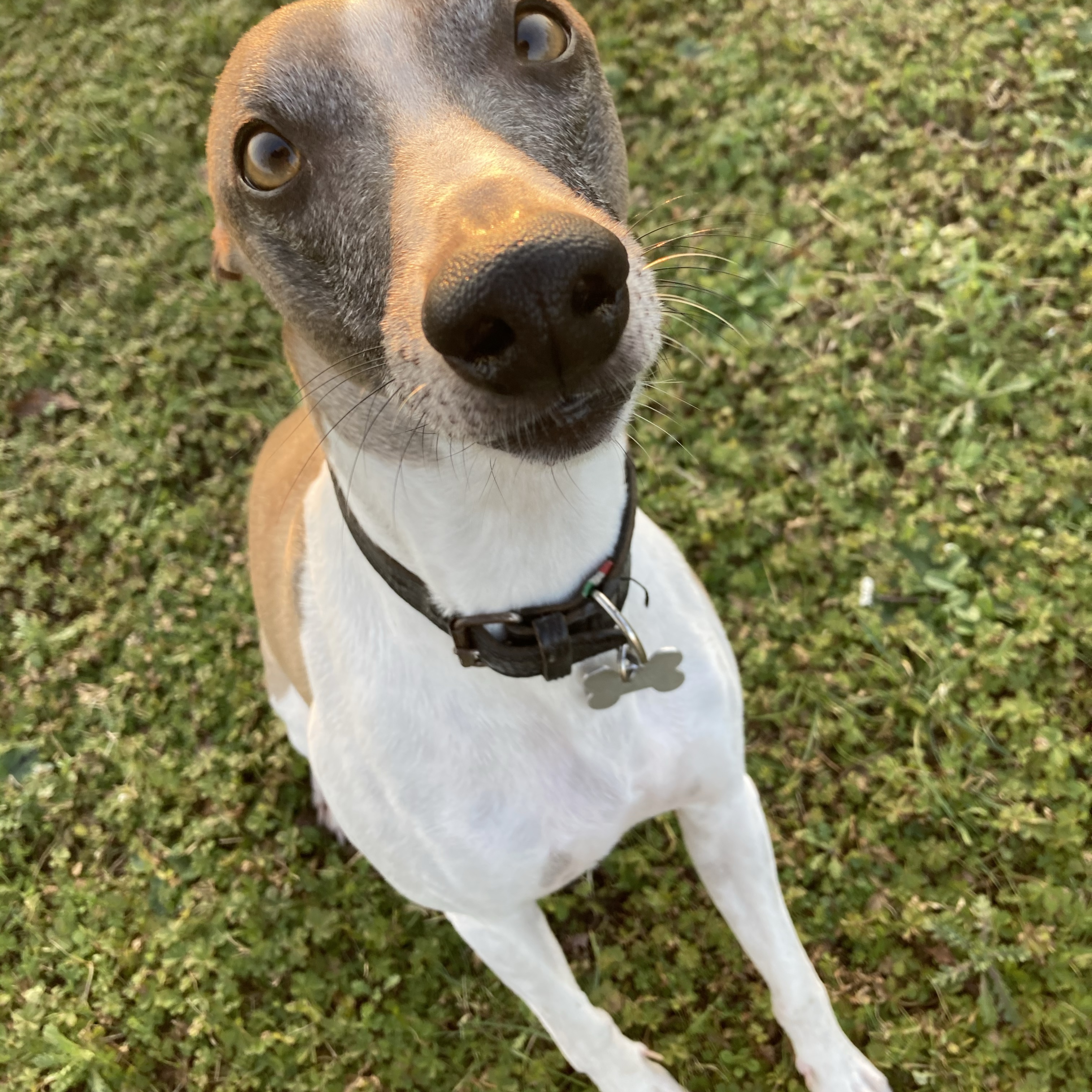 Milo