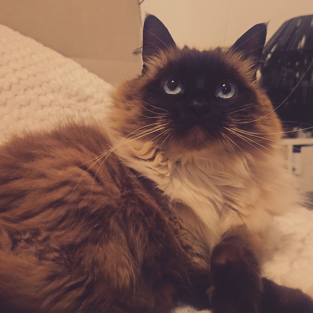 Nala 