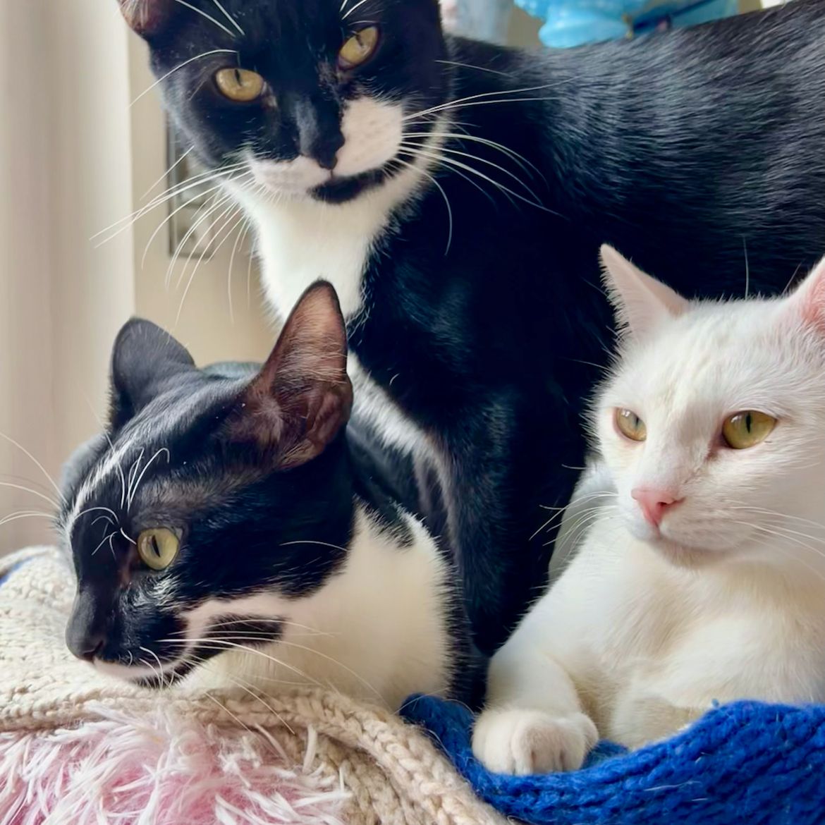 Ermione, Emily, Henry